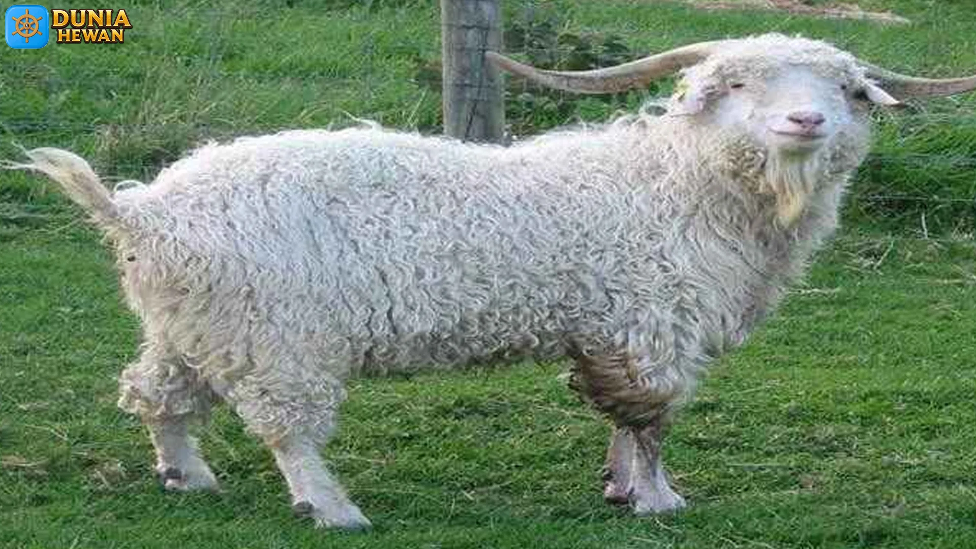 Adaptasi Pegunungan Kambing Angora: 4 Daerah Sukses Jawa Tengah 2 Adaptasi Pegunungan Kambing Angora: 4 Daerah Sukses Jawa Tengah