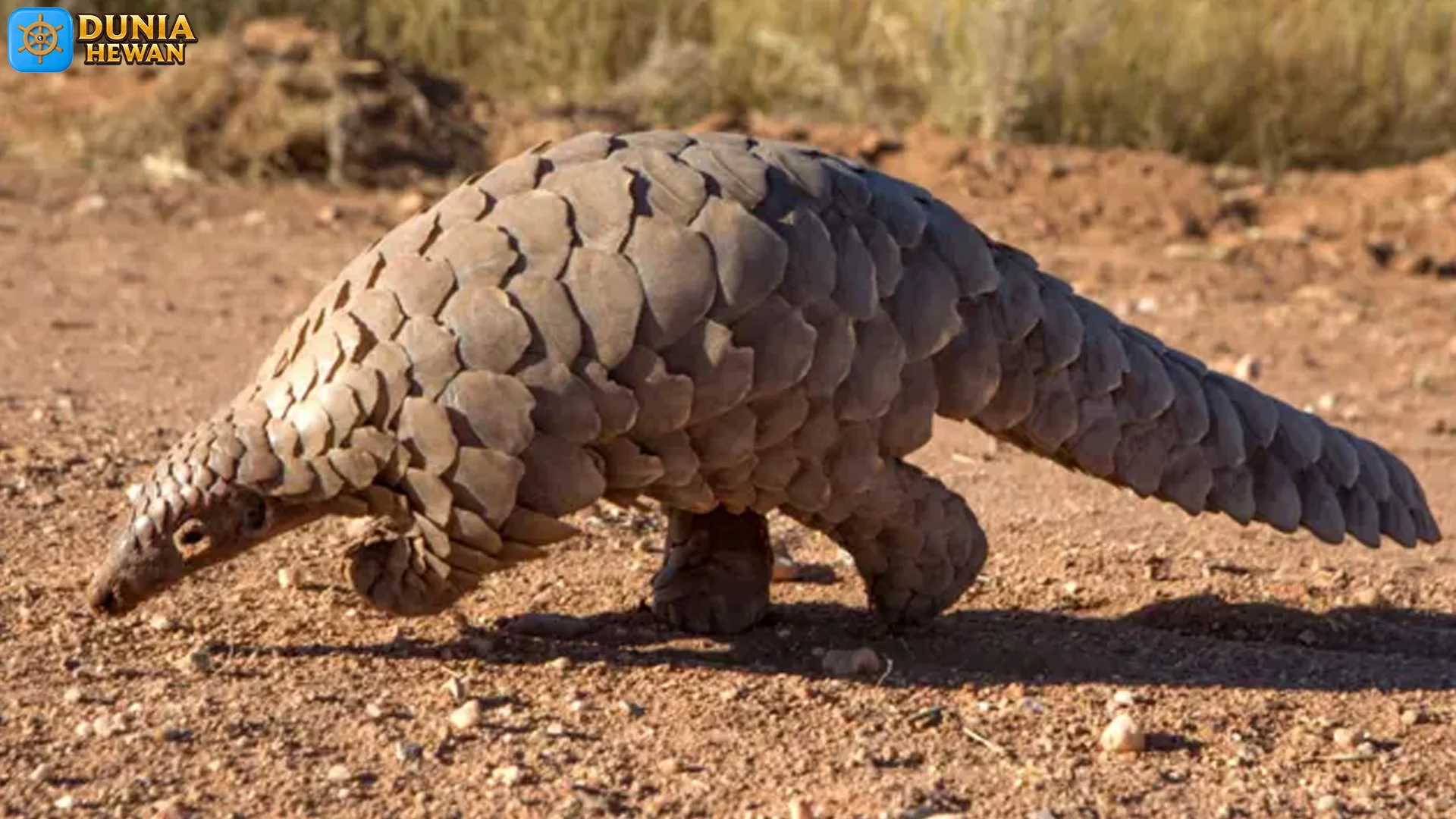 5 Keunggulan Tenggiling Tiongkok yang Bikin Satwa Lain Minder