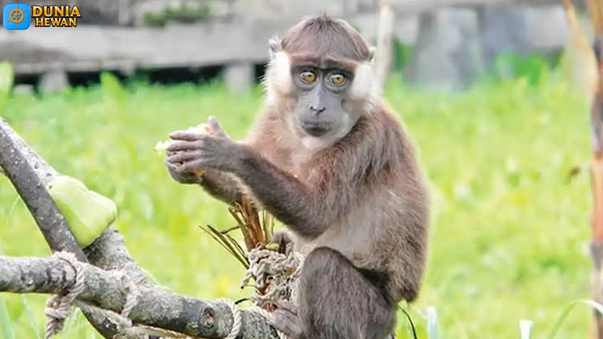 4 Ciri Pipi Kantong Beruk Siberut yang Super Beda dari Beruk Biasa