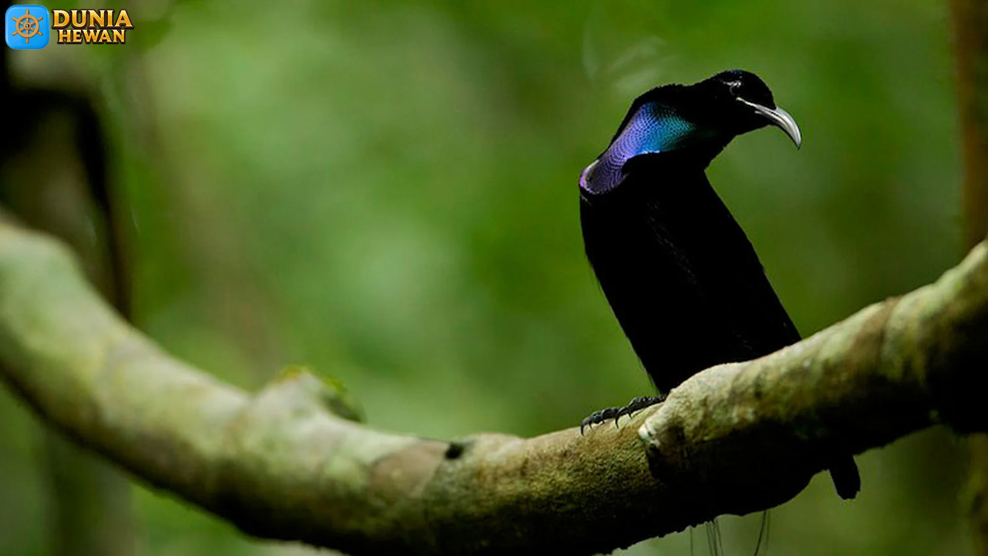 Betina Coklat Camo Toowa Cemerlang Punya 5 Strategi Bersarang Pintar Abis 2 Betina Coklat Camo Toowa Cemerlang Punya 5 Strategi Bersarang Pintar Abis