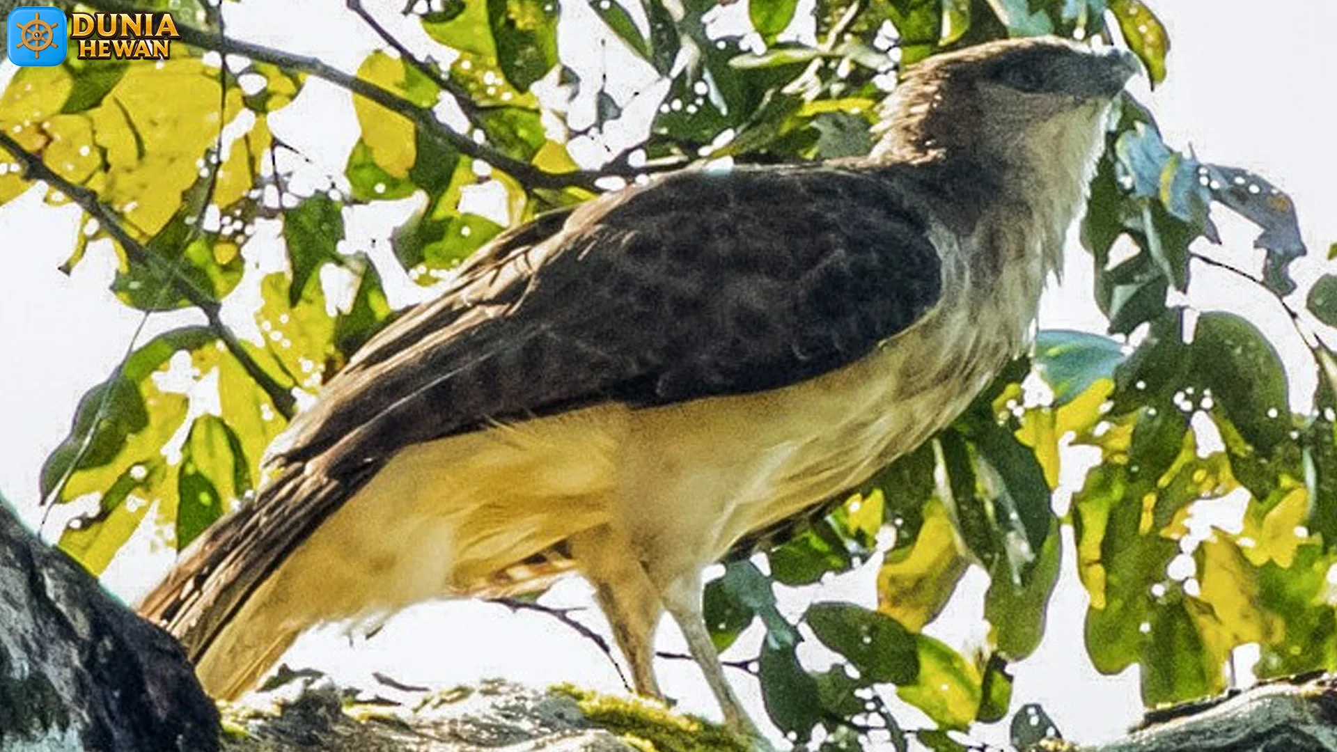 Rajawali Papua Lawan 4 Predator Lain, Tetep Jadi Raja Tunggal