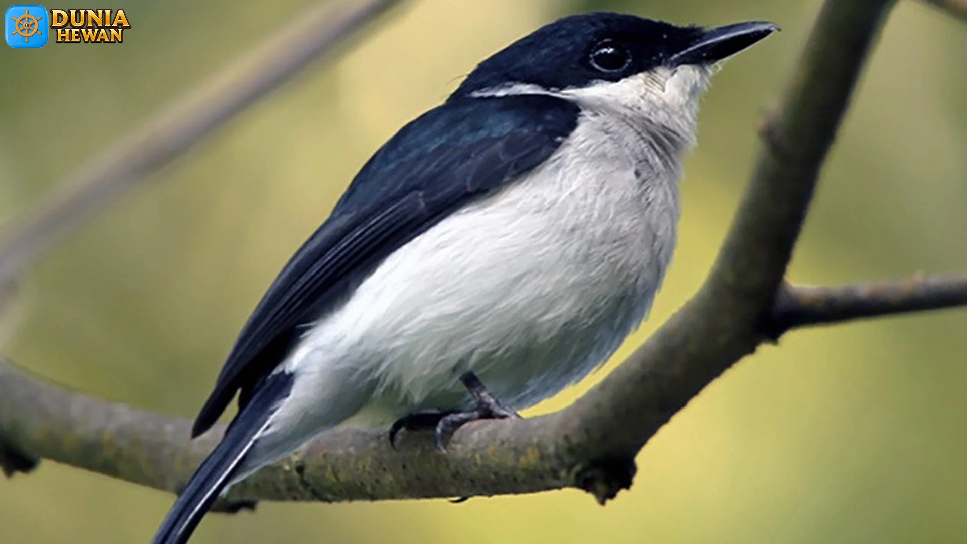 Jinging Batu Buka 5 Mitos Abadi Tentang Burung Pewaris Tebing 2 Jinging Batu Buka 5 Mitos Abadi Tentang Burung Pewaris Tebing