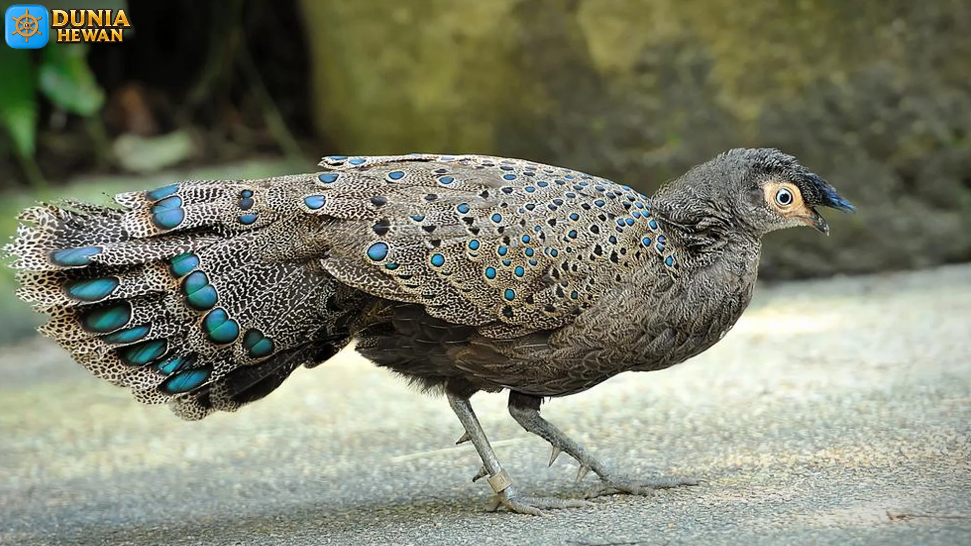 Kenali Merak Kerdil Lewat 4 Jenis yang Populer di Dunia Satwa