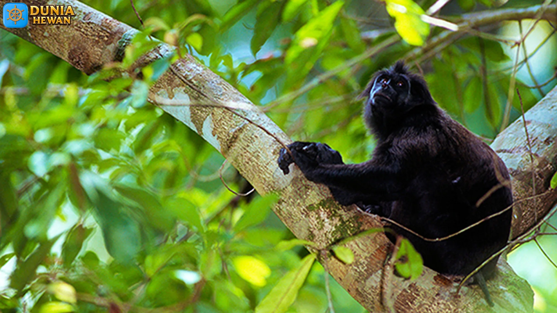 4 Alasan Simakobu Jadi Spesies Yang Harus Dilindungi di Habitatnya 2 4 Alasan Simakobu Jadi Spesies Yang Harus Dilindungi di Habitatnya