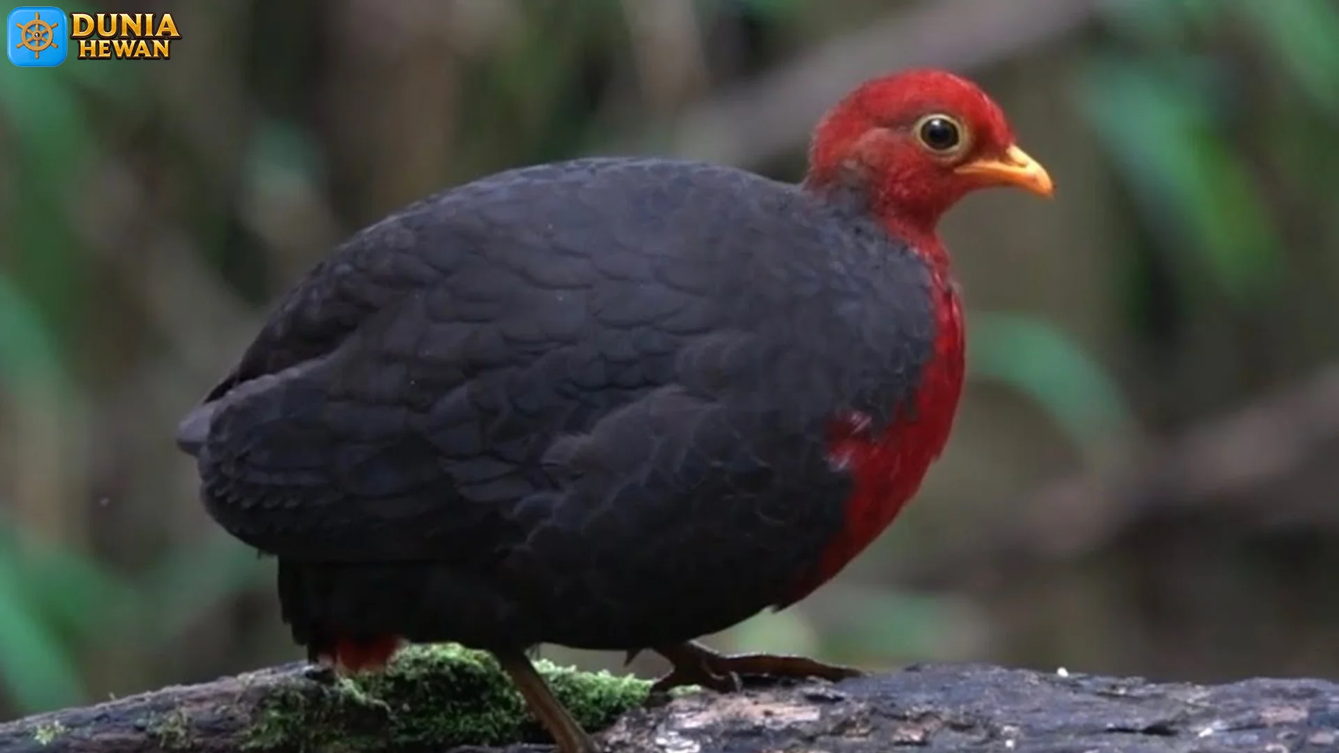 Puyuh Kepala Merah Menyimpan 4 Keunikan Perilaku di Alam Liar 2 Puyuh Kepala Merah Menyimpan 4 Keunikan Perilaku di Alam Liar
