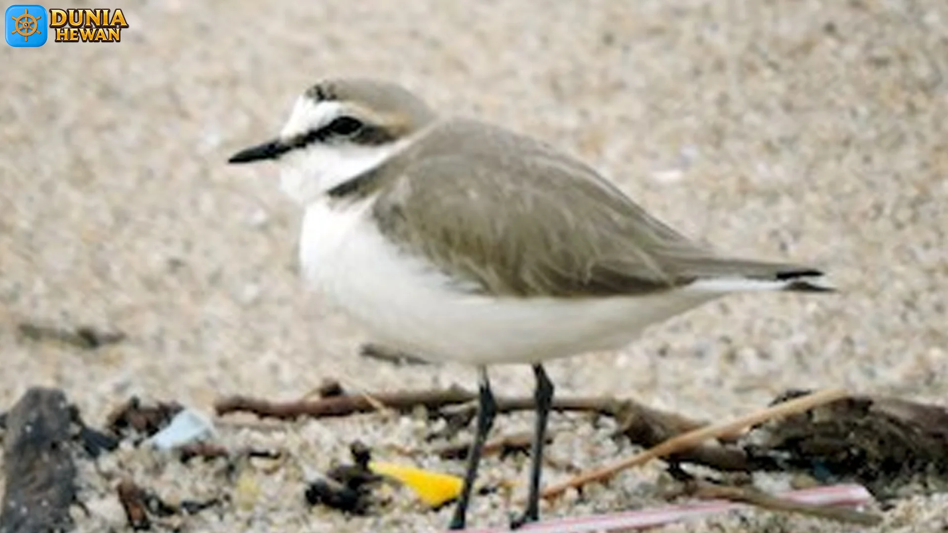 Cerek Tilil Ternyata Memiliki 5 Warna Bulu yang Menarik Perhatian 2 Cerek Tilil Ternyata Memiliki 5 Warna Bulu yang Menarik Perhatian