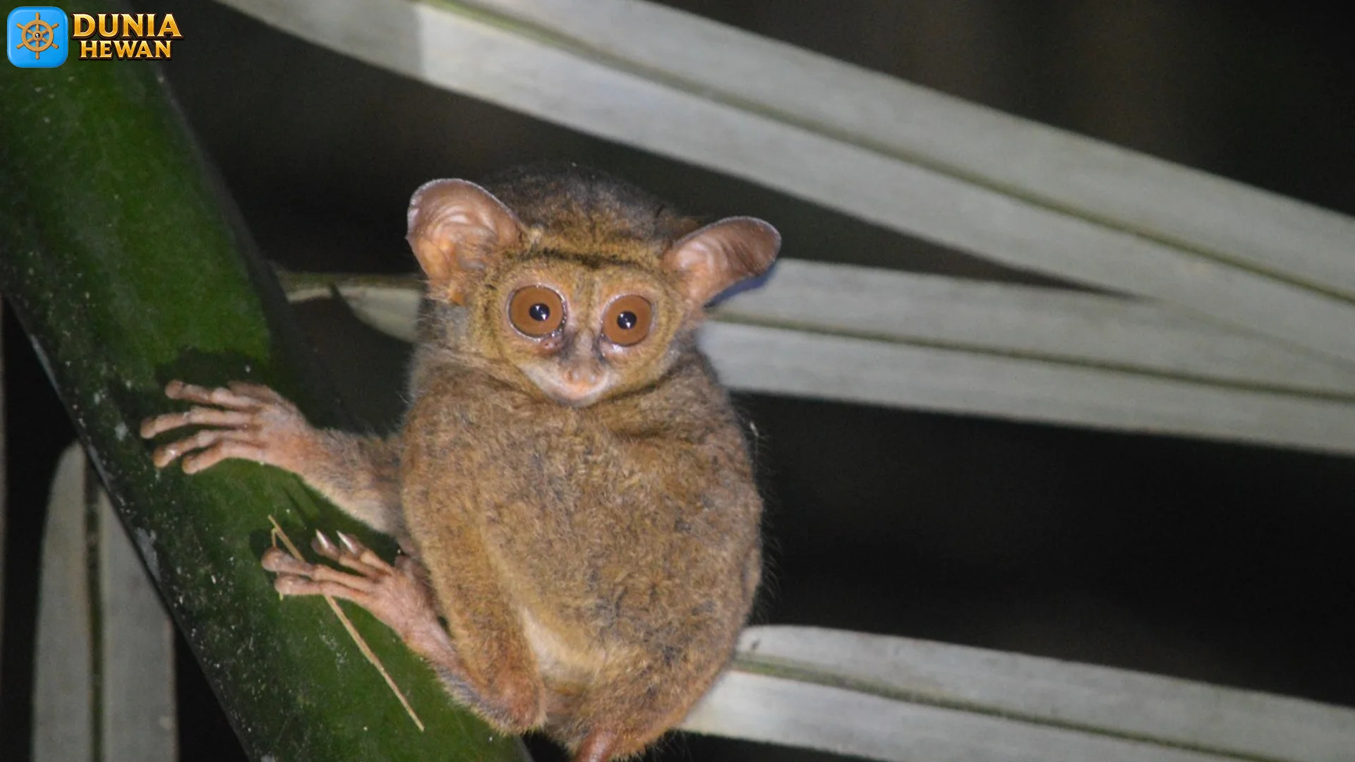 Hewan Tarsius Tangkasi, 4 Habitat Populer Yang Perlu Dilindungi