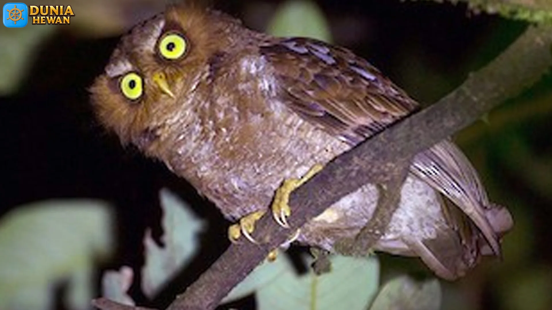 Hewan Celepuk Flores, 4 Fakta Penting Tentang Habitat Dan Perilaku