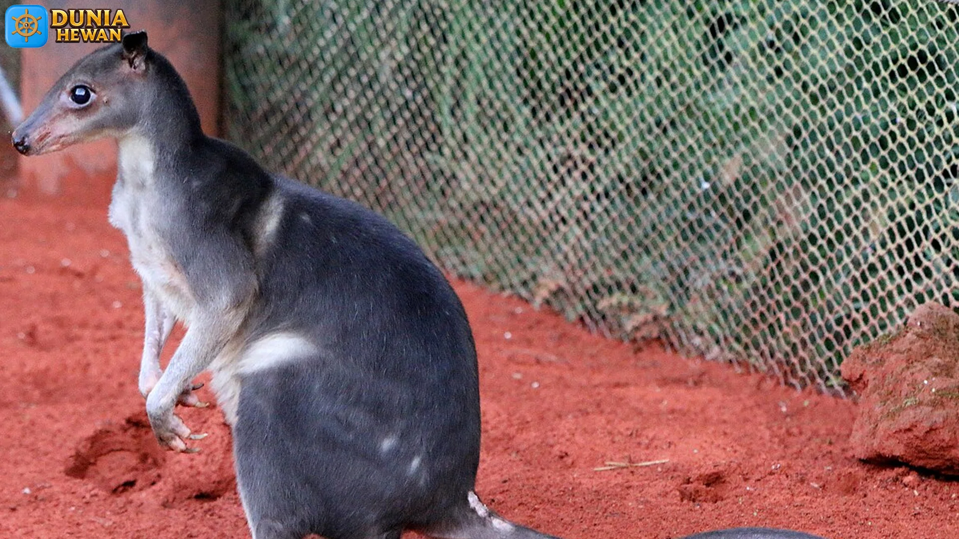 5 Fakta Penting Soyabu yang Perlu Diketahui Pecinta Satwa Langka