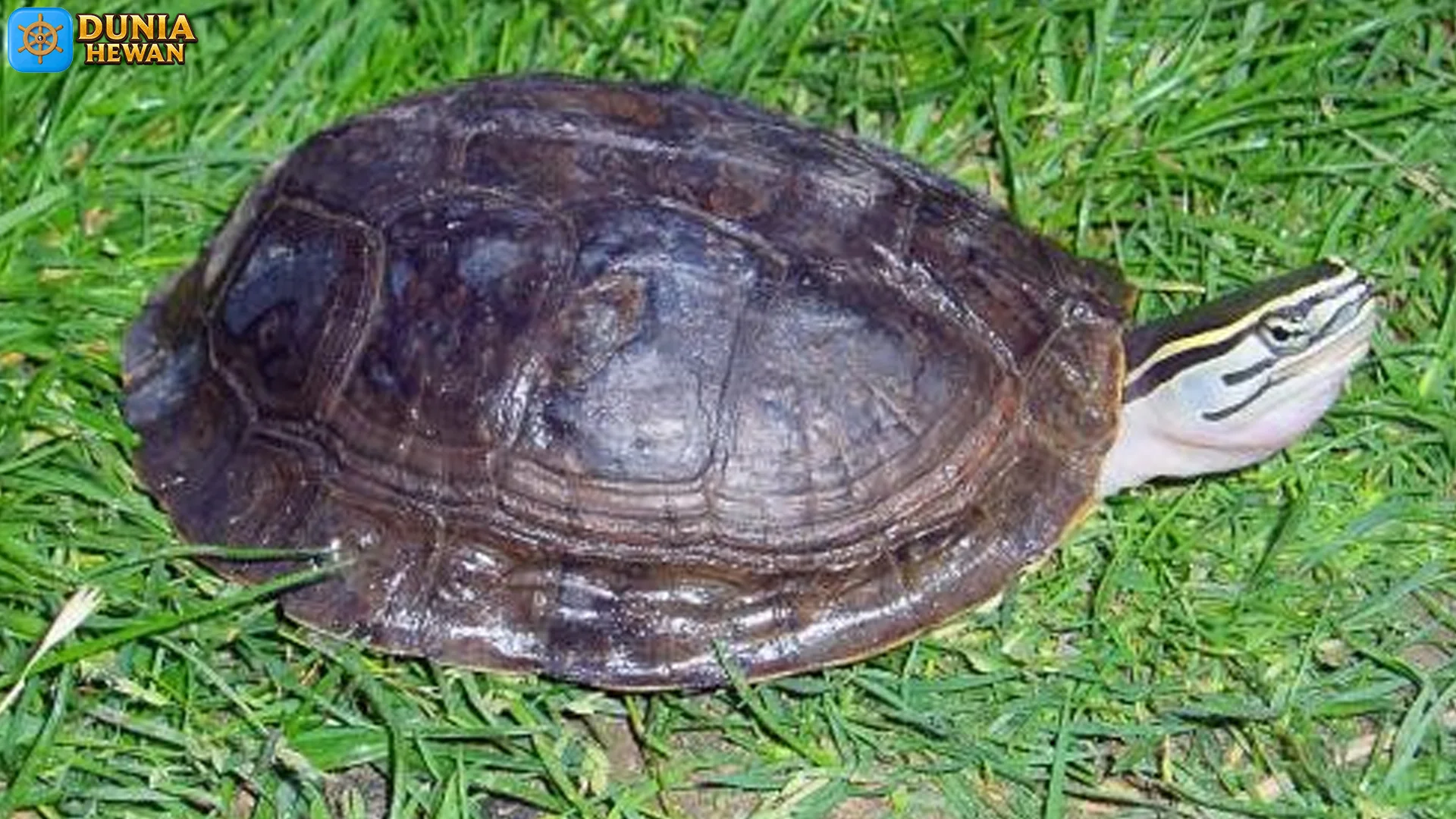 Hewan Kuya Batok Ungkap 4 Fakta Sosial yang Menarik untuk Diamati