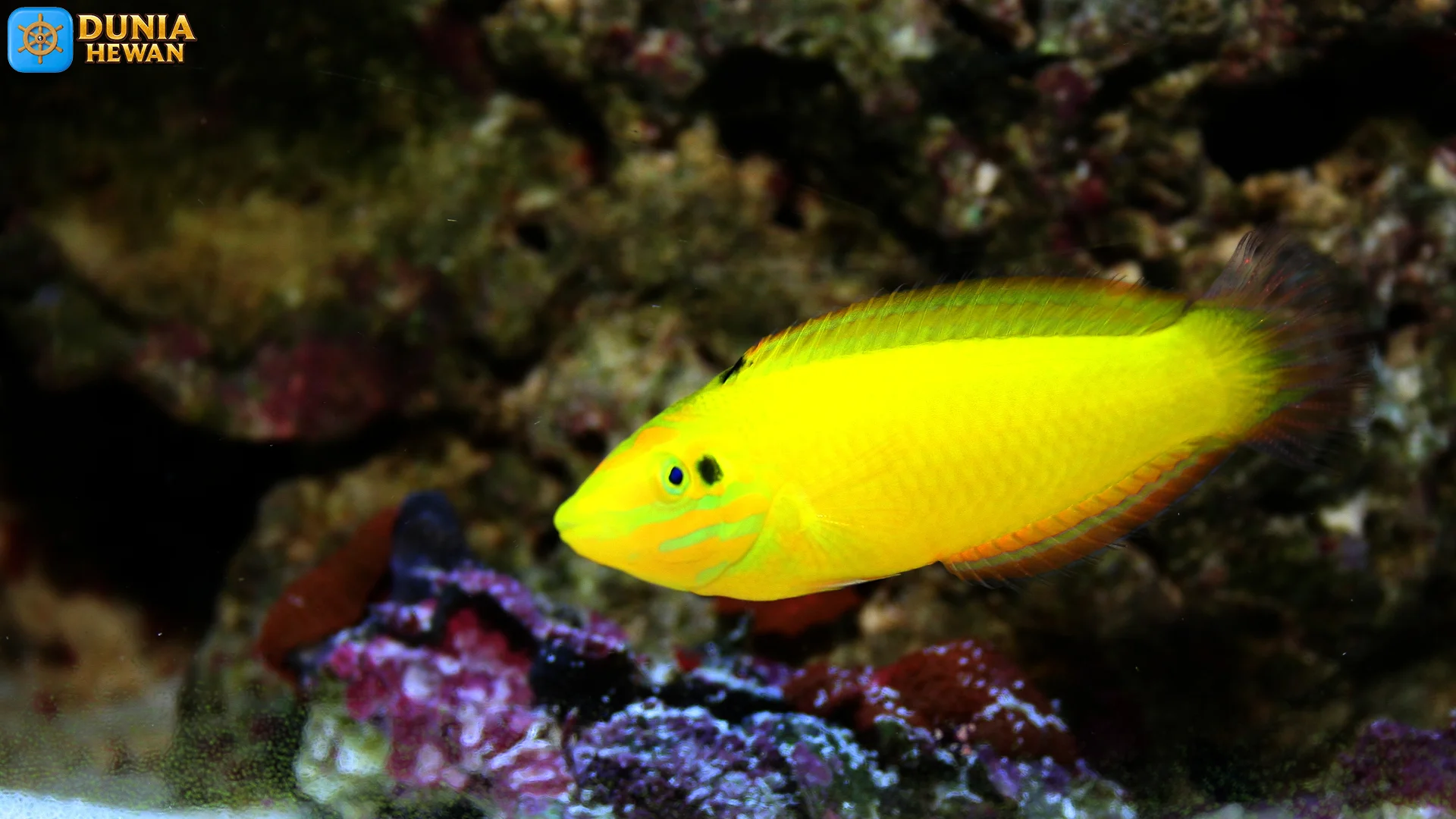 Keling Kuning: 5 Fakta Gila Tubuh 15 Cm yang Membersihkan Ikan Lain