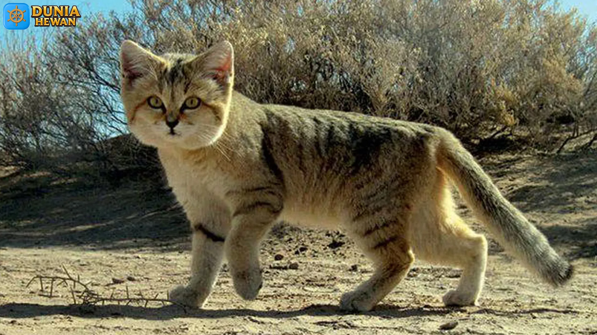 Kucing Pasir Hidup Di Gurun Dengan 4 Kebiasaan Menarik Dan Unik