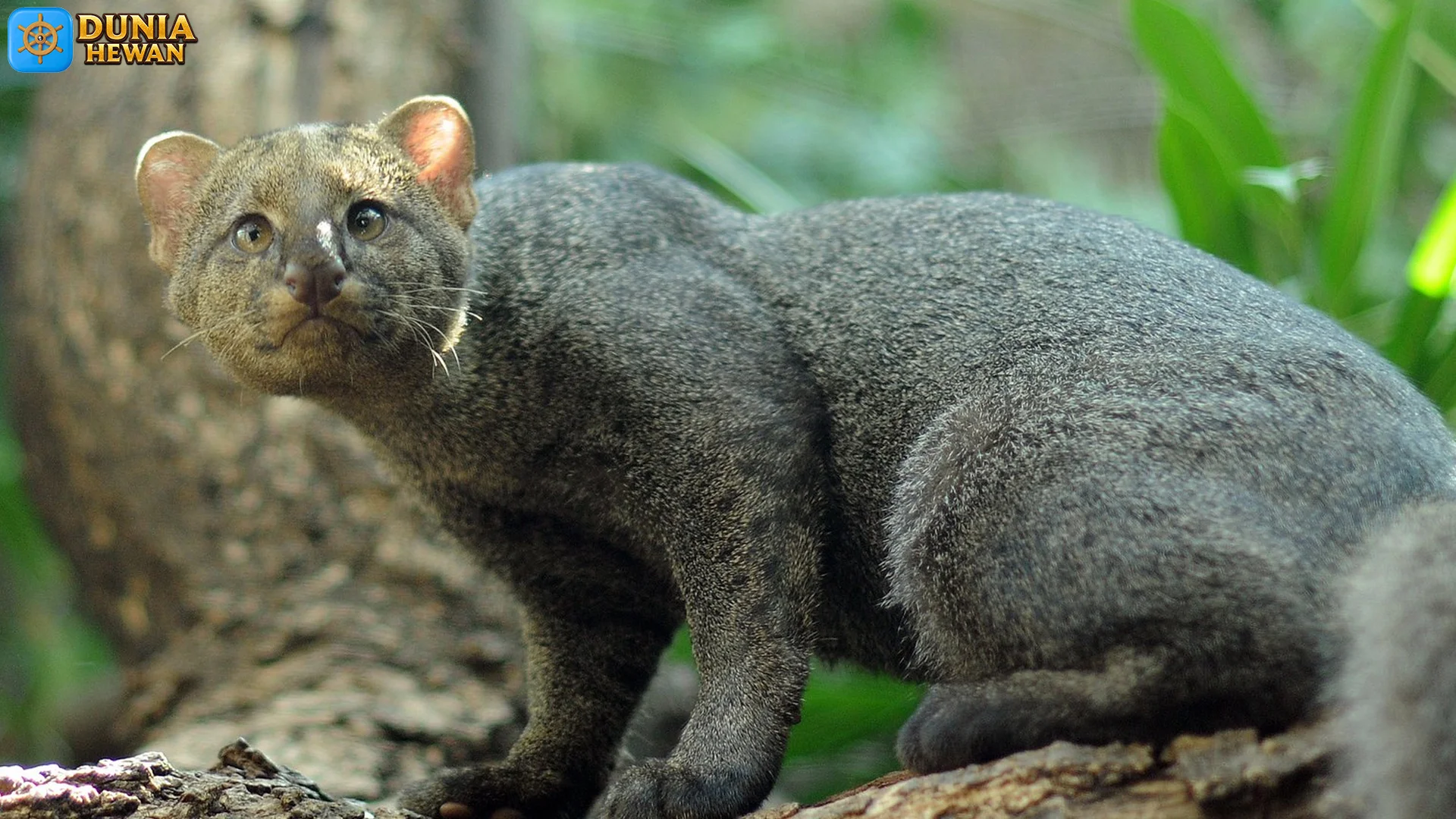 Hewan Jaguarundi dan 4 Fakta Unik yang Bikin Spesies Ini Ikonik