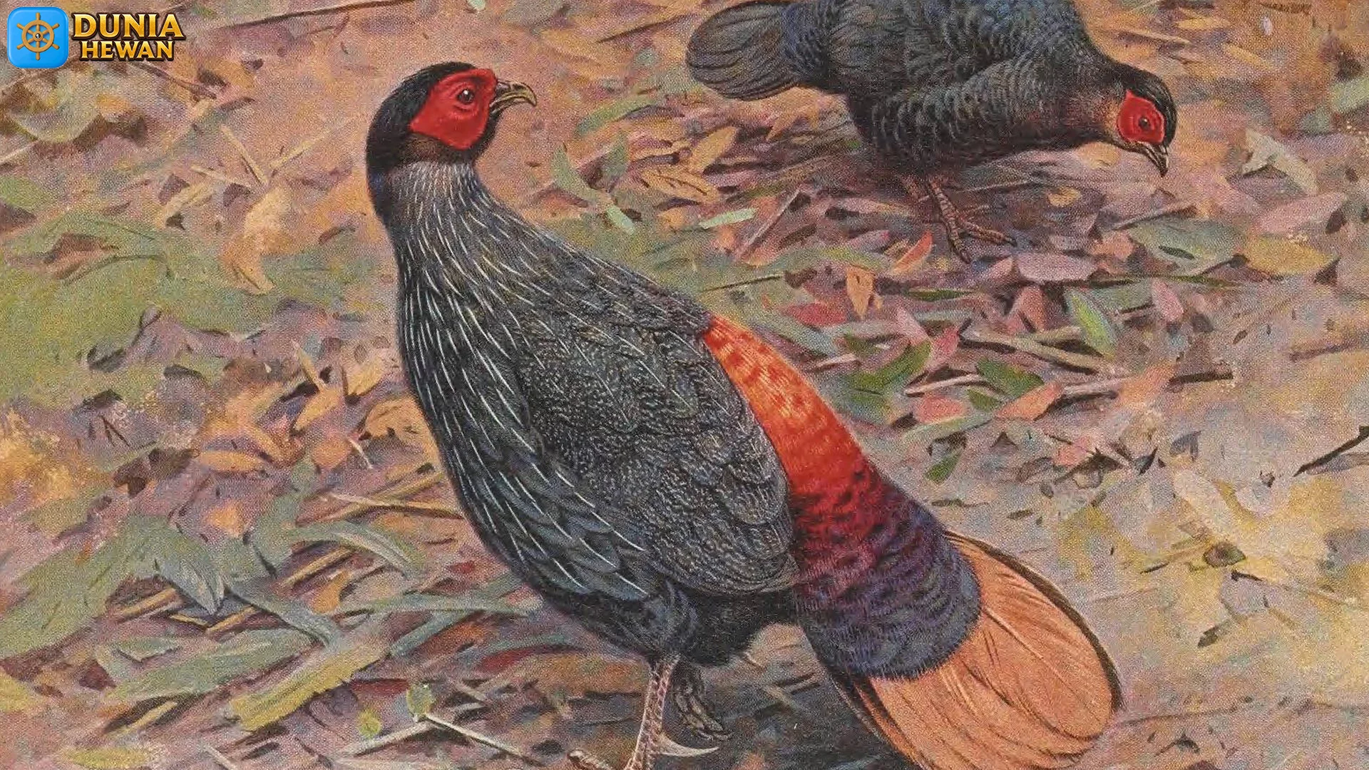 5 Suara Kluk-Kluk Sempidan Merah Kalimantan yang Jadi Alarm Hutan 2 5 Suara Kluk-Kluk Sempidan Merah Kalimantan yang Jadi Alarm Hutan