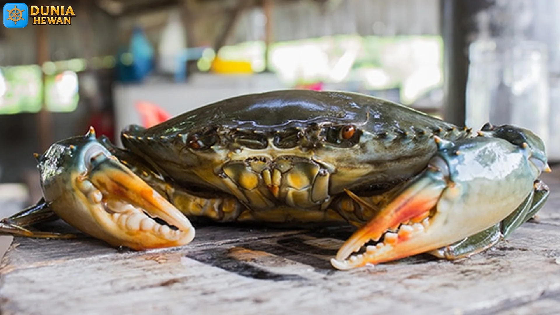 Kepiting Bakau Hancurkan Kerang Capit 3 Duri Tajam, Tropis Raja Lumpur! 2 Kepiting Bakau Hancurkan Kerang Capit 3 Duri Tajam, Tropis Raja Lumpur!
