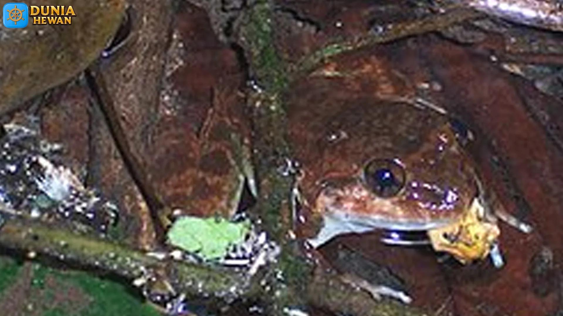 4 Fakta Penting Bangkong Tuli yang Perlu Diketahui Pecinta Hewan