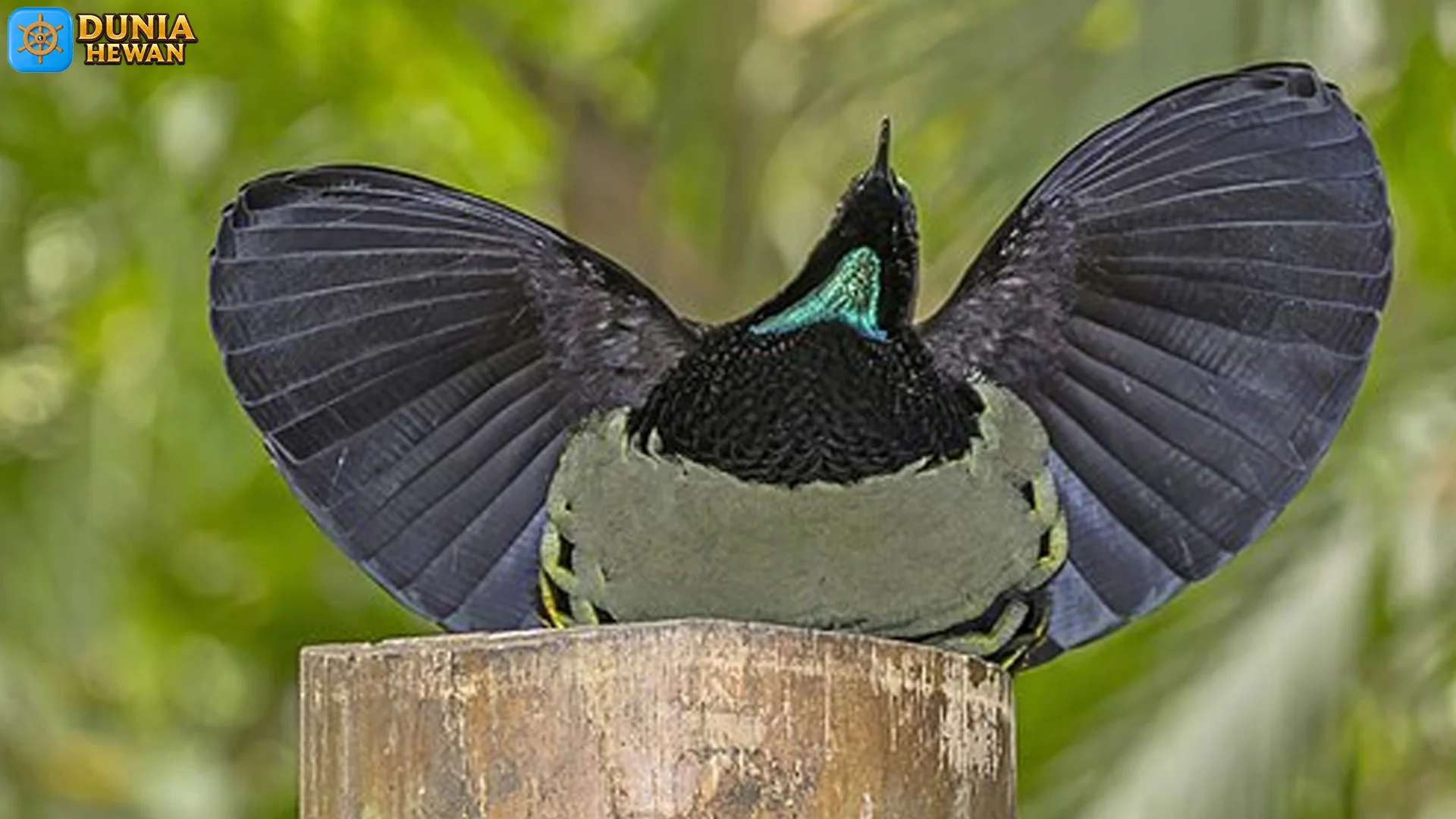 Keindahan Toowa Viktoria Terlihat dalam 4 Warna Bulu yang Memukau