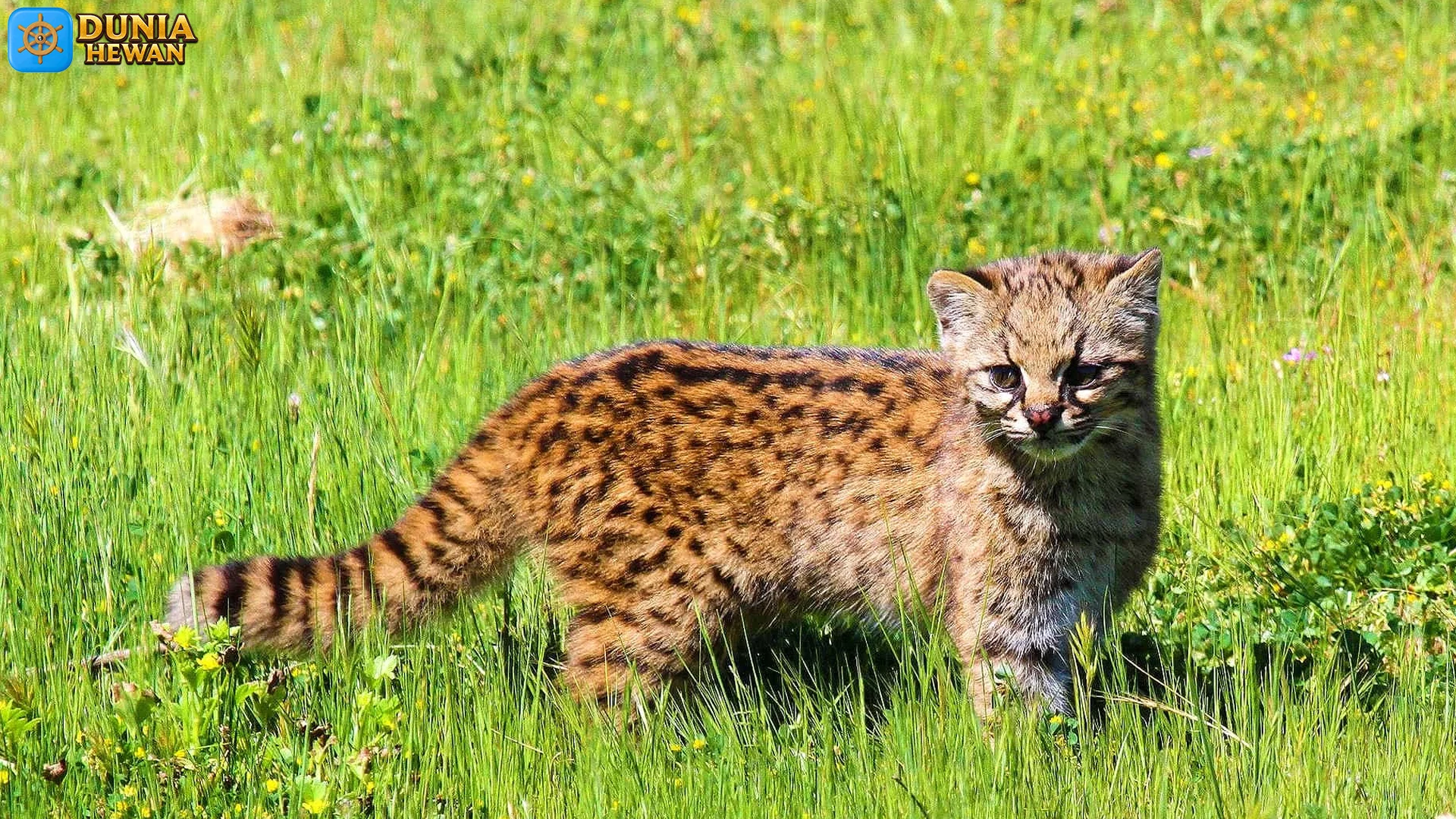 Kodkod Berburu Roden: 5 Trik Lincah ala Predator Terkecil