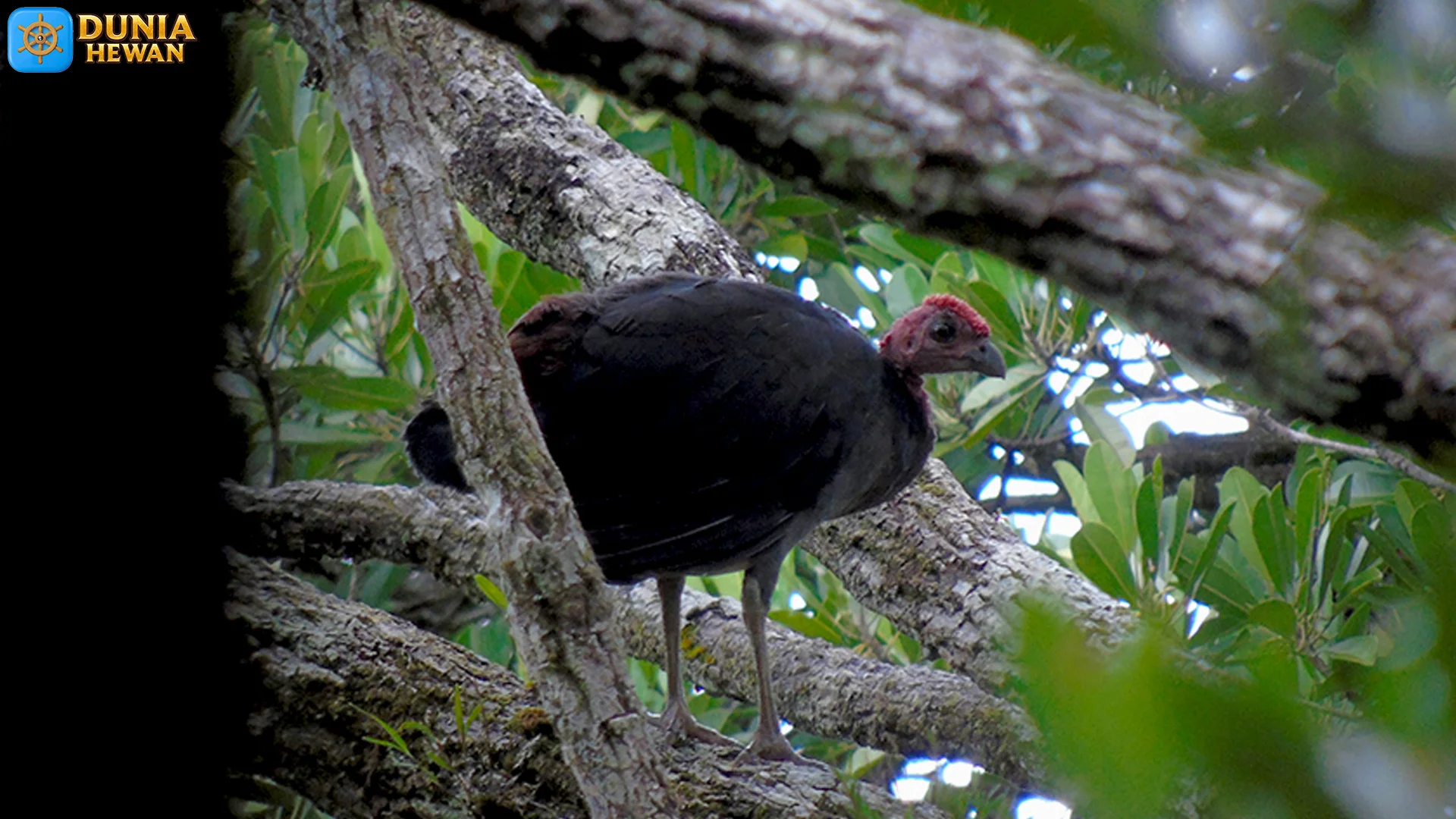 5 Varian Bulu Maleo Waigeo Endemik yang Berbeda di Pesisir Raja Ampat 2 5 Varian Bulu Maleo Waigeo Endemik yang Berbeda di Pesisir Raja Ampat