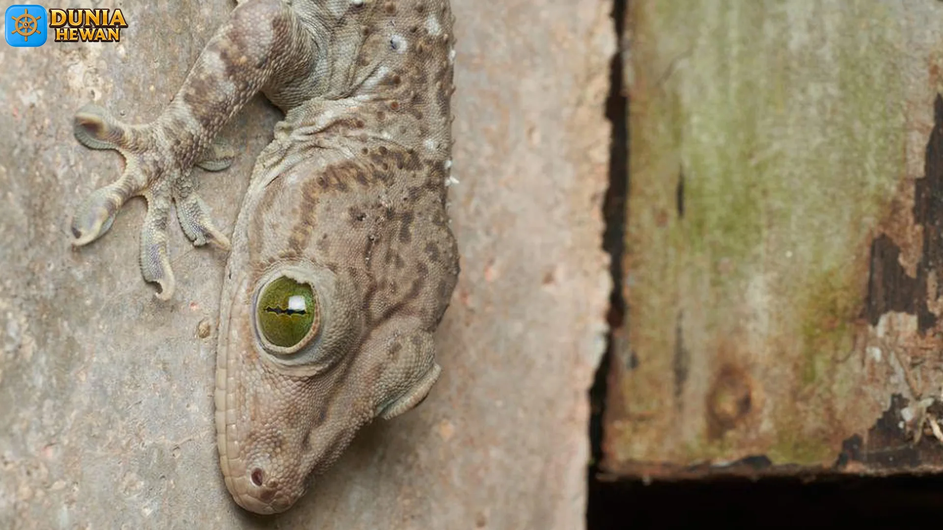 Tokek Hutan Si Pemanjat Handal 4 Alasan Kamu Wajib Kenal Lebih Dekat 2 Tokek Hutan Si Pemanjat Handal 4 Alasan Kamu Wajib Kenal Lebih Dekat