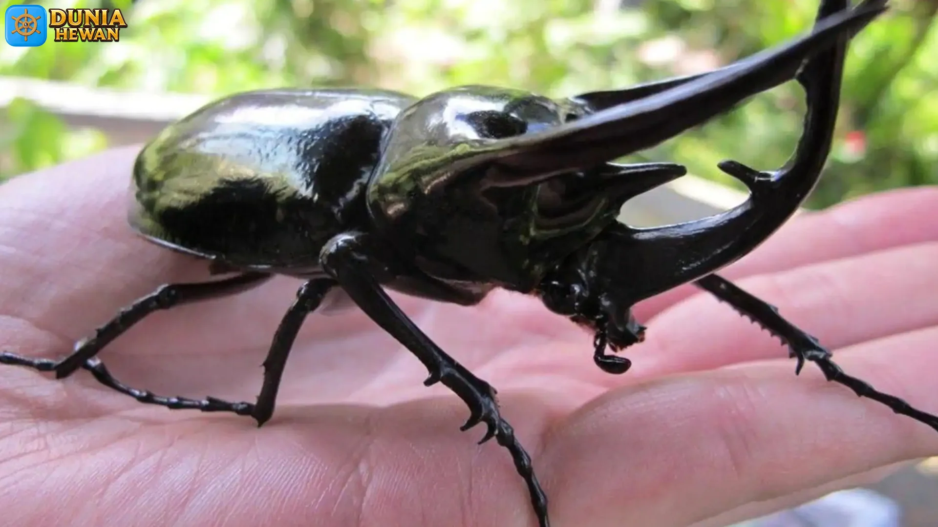 Membedah Kumbang Badak Dalam 5 Ciri Khas Tanduk Yang Ikonik 2 Membedah Kumbang Badak Dalam 5 Ciri Khas Tanduk Yang Ikonik