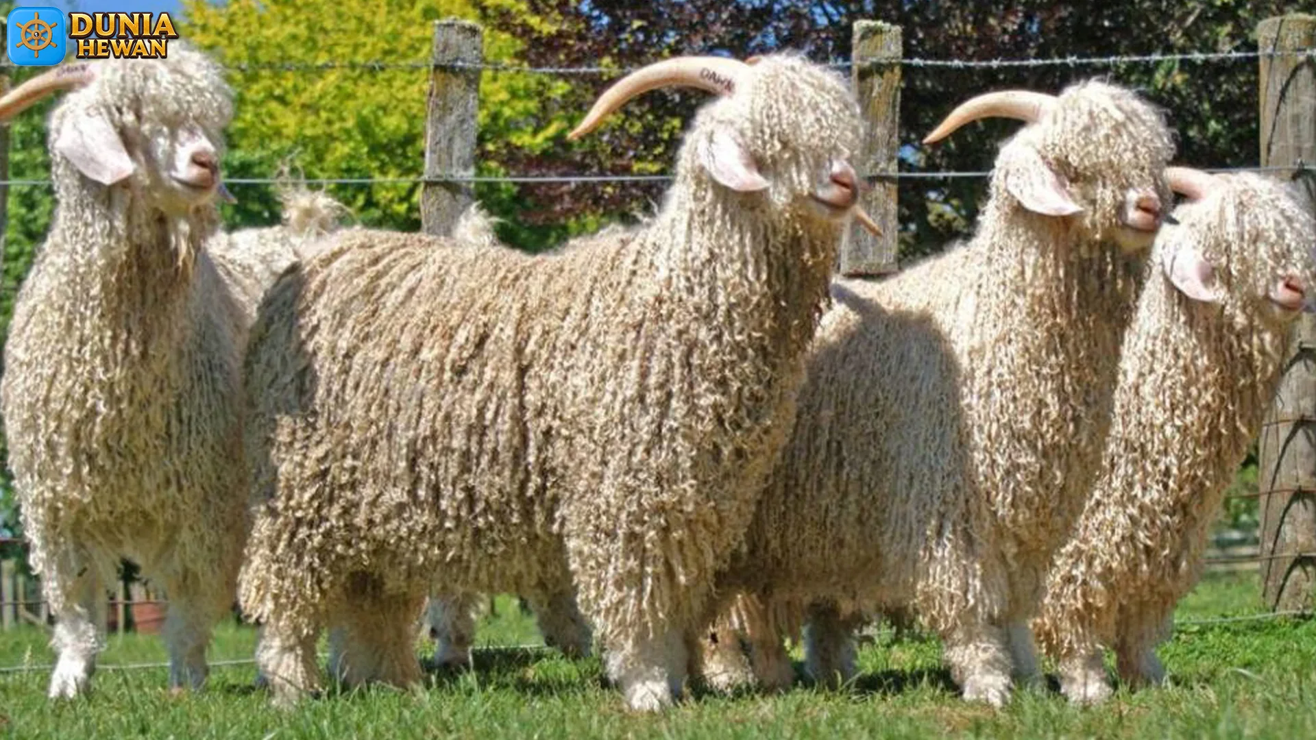 Adaptasi Pegunungan Kambing Angora: 4 Daerah Sukses Jawa Tengah