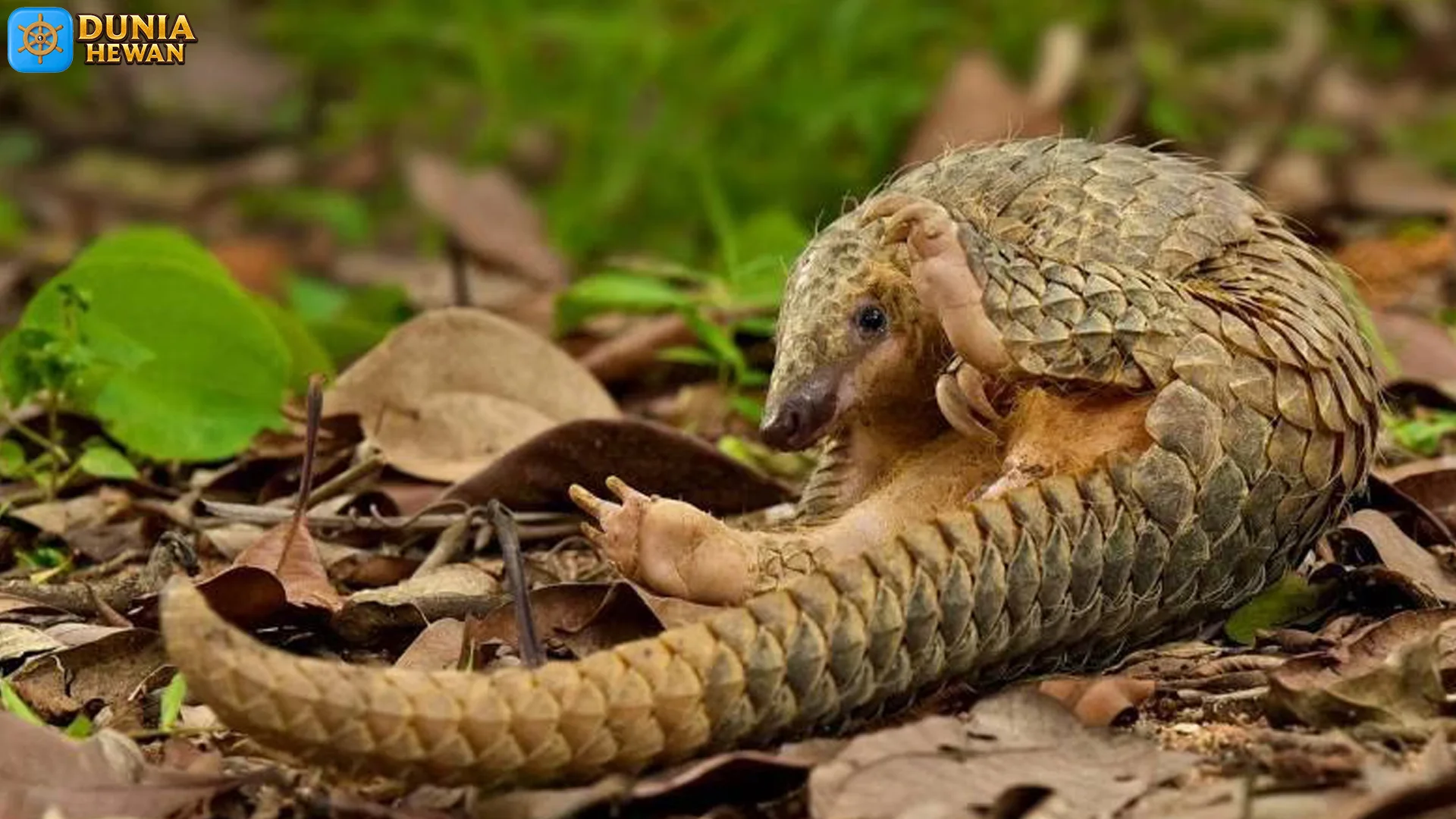5 Keunggulan Tenggiling Tiongkok yang Bikin Satwa Lain Minder