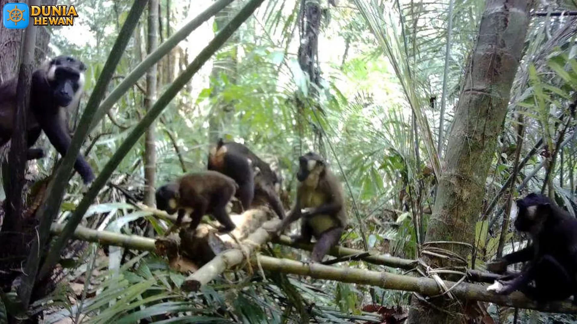4 Ciri Pipi Kantong Beruk Siberut yang Super Beda dari Beruk Biasa 2 4 Ciri Pipi Kantong Beruk Siberut yang Super Beda dari Beruk Biasa