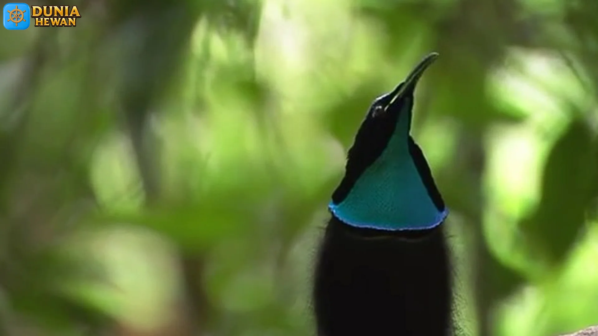 Betina Coklat Camo Toowa Cemerlang Punya 5 Strategi Bersarang Pintar Abis