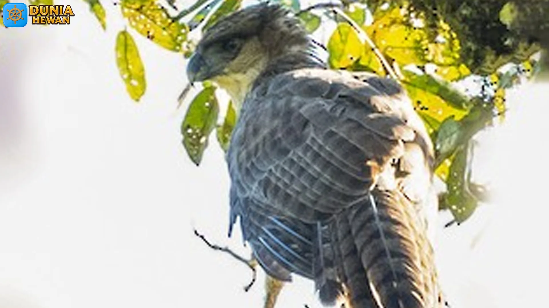 Rajawali Papua Lawan 4 Predator Lain, Tetep Jadi Raja Tunggal