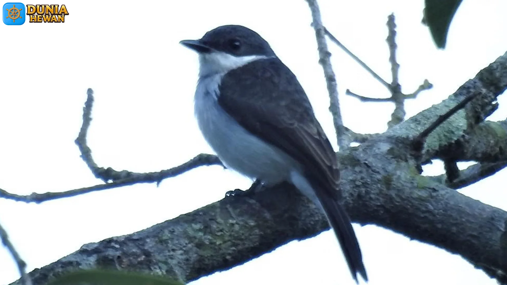 Jinging Batu Buka 5 Mitos Abadi Tentang Burung Pewaris Tebing