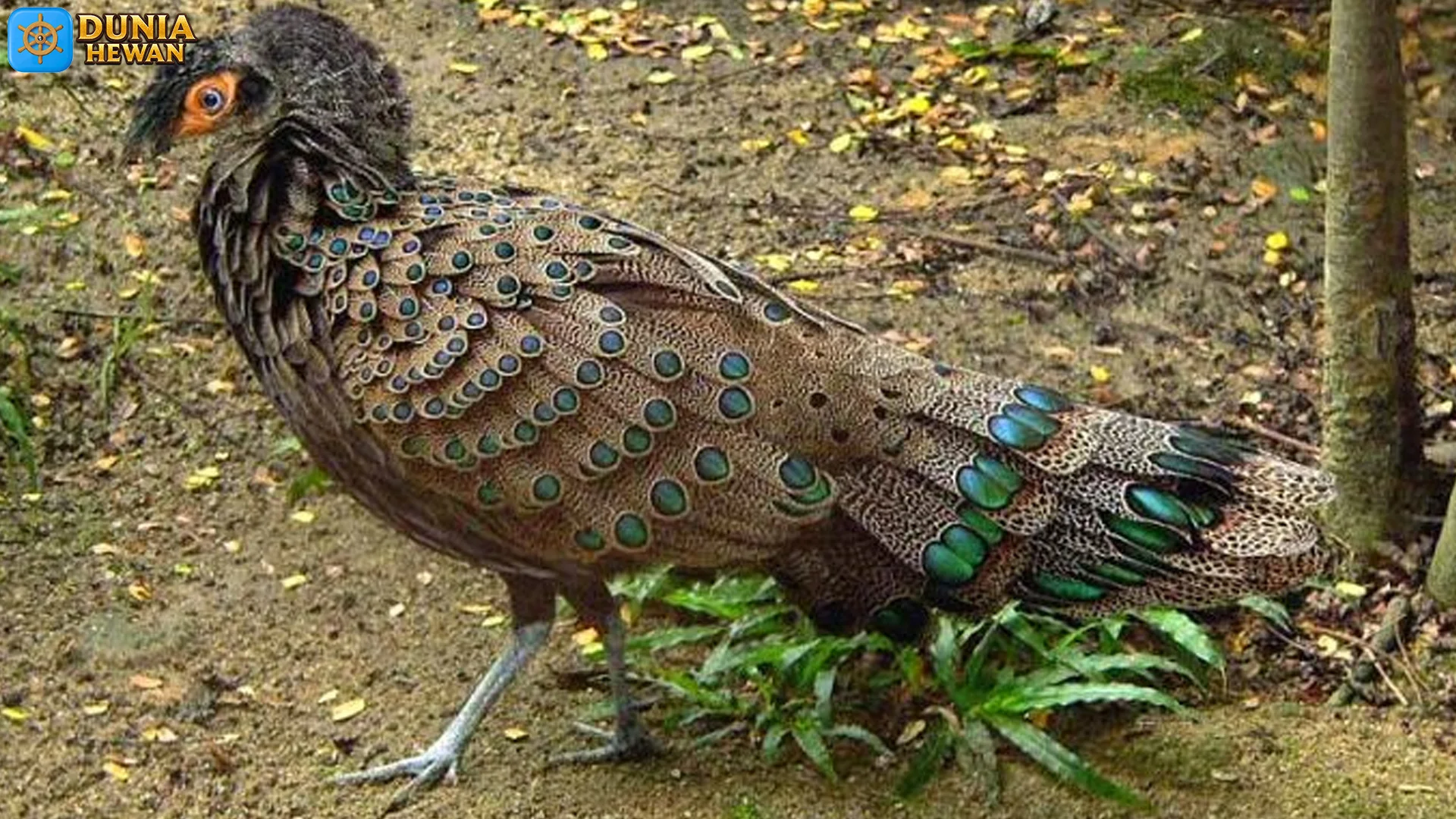 Kenali Merak Kerdil Lewat 4 Jenis yang Populer di Dunia Satwa 2 Kenali Merak Kerdil Lewat 4 Jenis yang Populer di Dunia Satwa