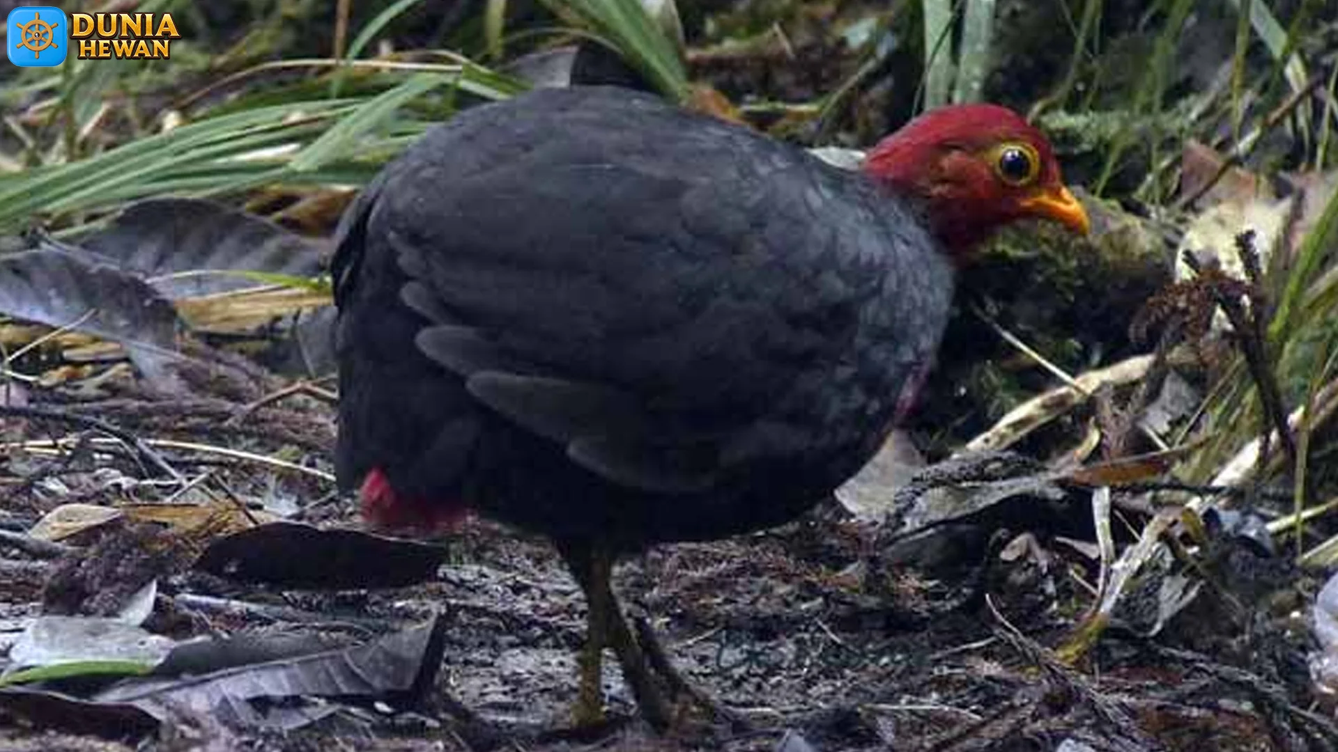 Puyuh Kepala Merah Menyimpan 4 Keunikan Perilaku di Alam Liar
