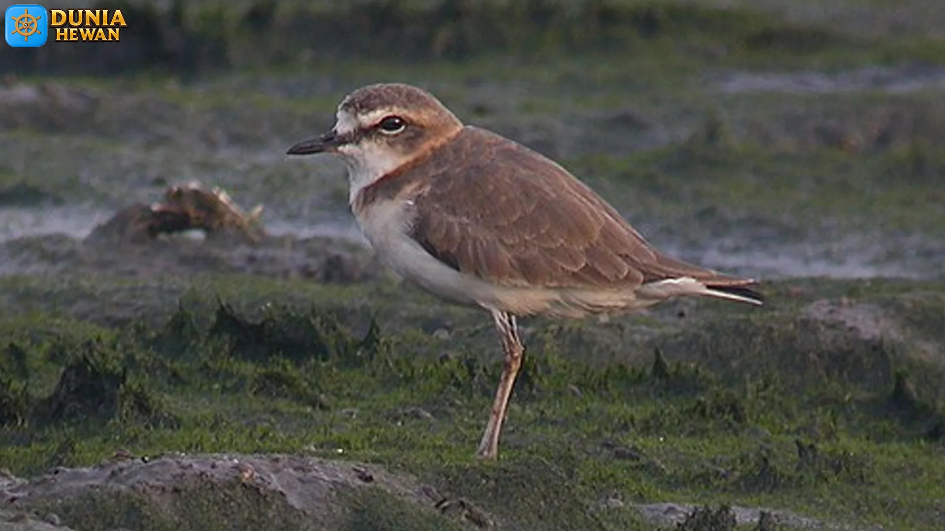 Cerek Tilil Ternyata Memiliki 5 Warna Bulu yang Menarik Perhatian