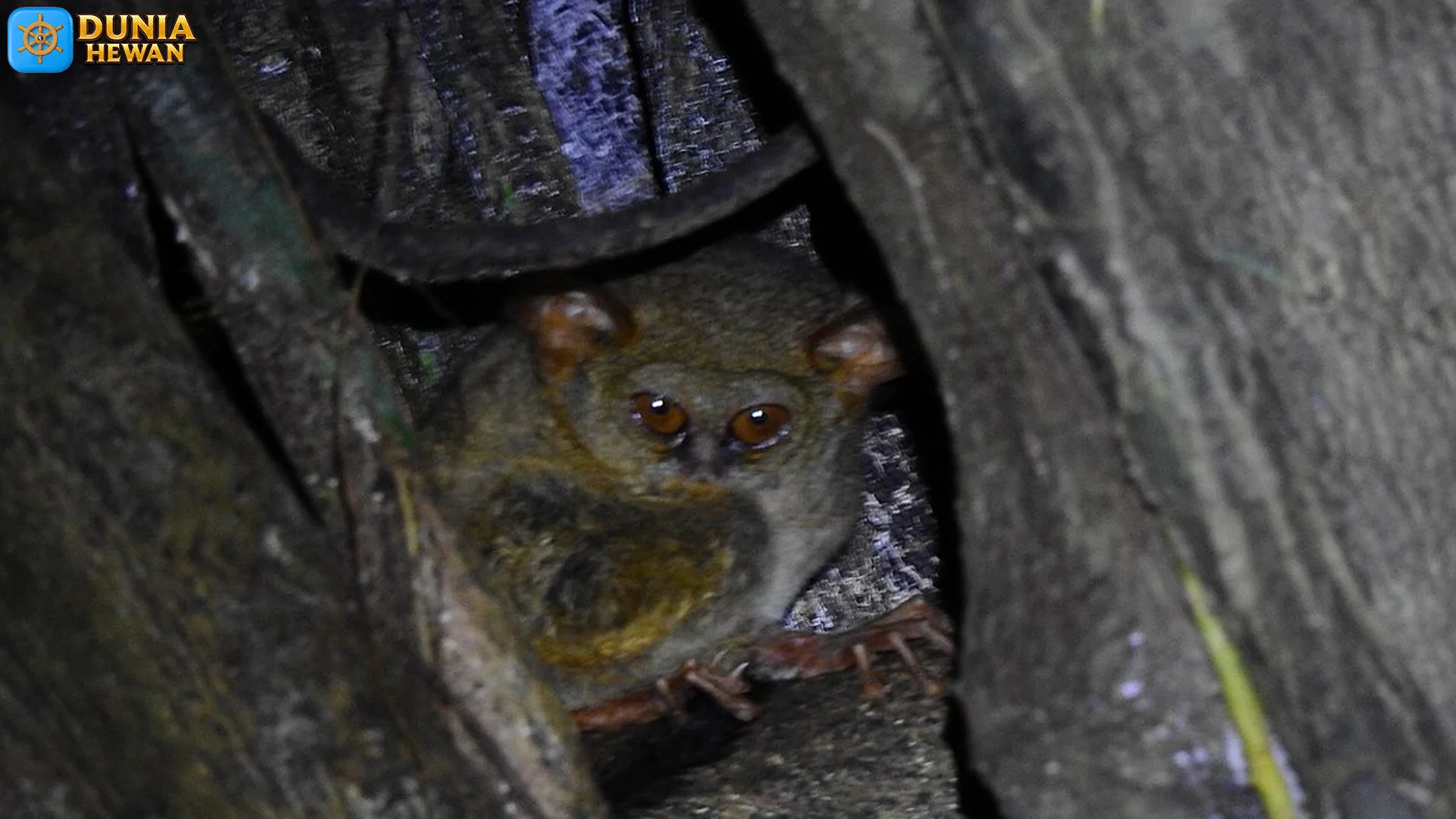 Hewan Tarsius Tangkasi, 4 Habitat Populer Yang Perlu Dilindungi