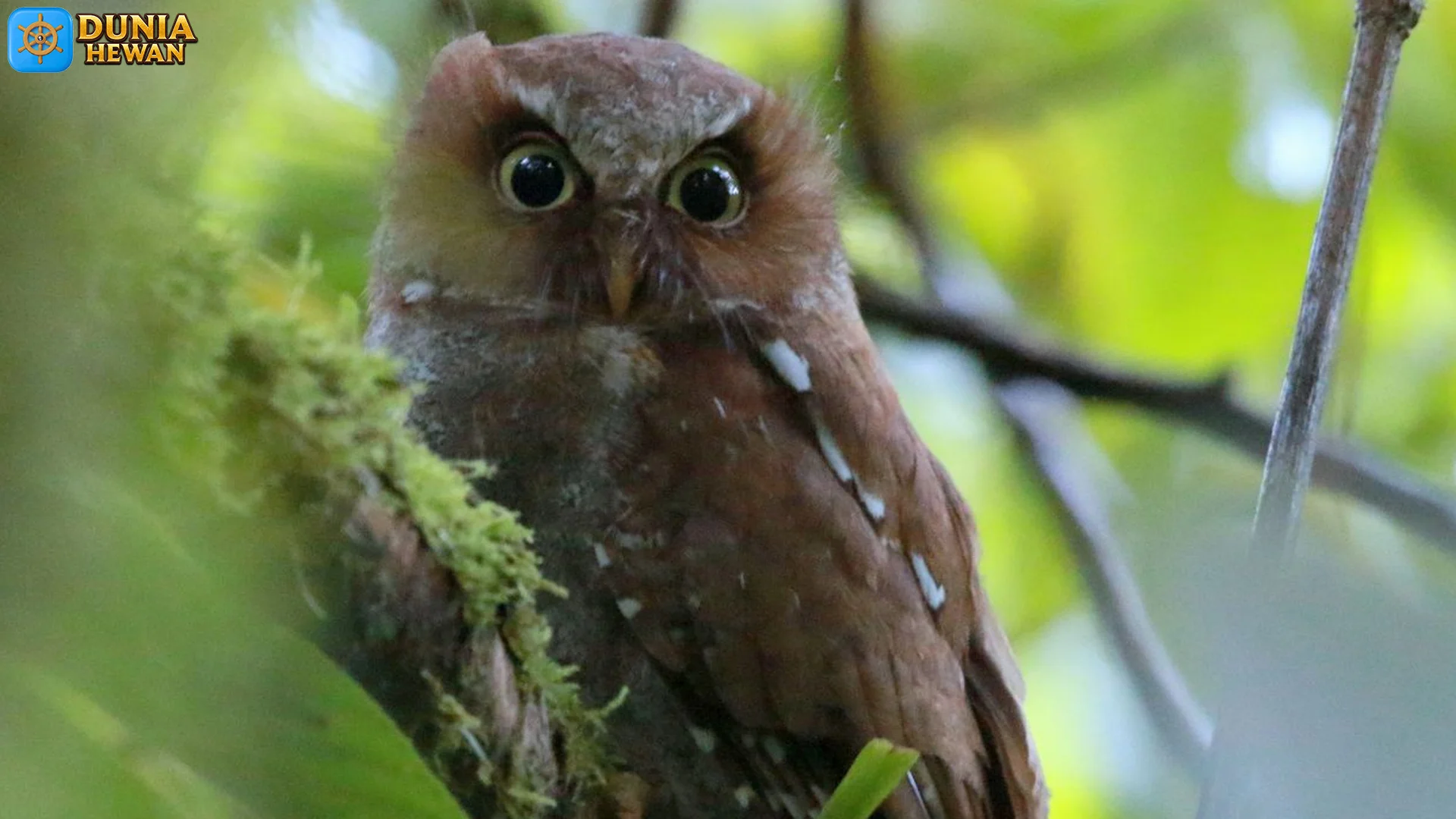 Hewan Celepuk Flores, 4 Fakta Penting Tentang Habitat Dan Perilaku