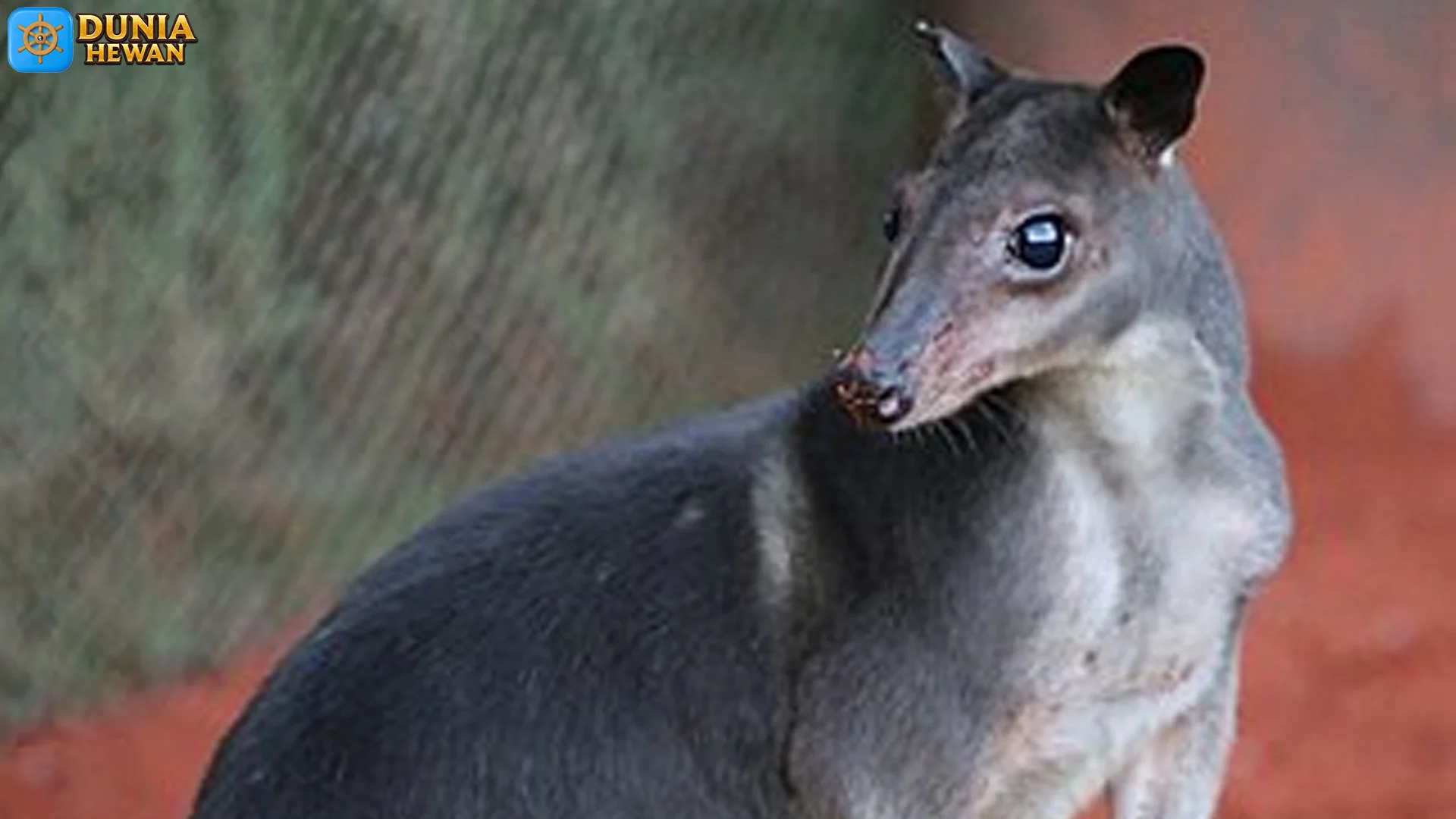 5 Fakta Penting Soyabu yang Perlu Diketahui Pecinta Satwa Langka