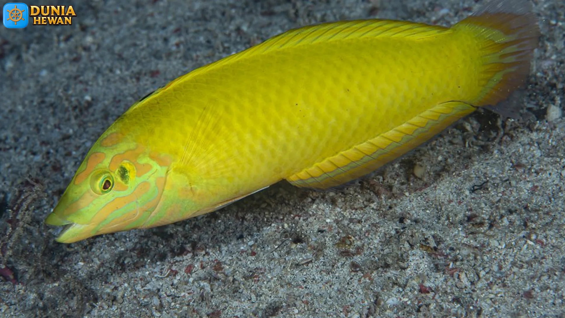 Keling Kuning: 5 Fakta Gila Tubuh 15 Cm yang Membersihkan Ikan Lain 2 Keling Kuning: 5 Fakta Gila Tubuh 15 Cm yang Membersihkan Ikan Lain