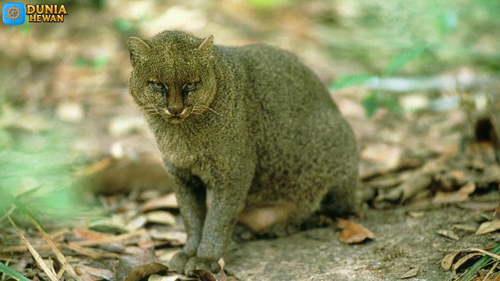 Hewan Jaguarundi dan 4 Fakta Unik yang Bikin Spesies Ini Ikonik 2 Hewan Jaguarundi dan 4 Fakta Unik yang Bikin Spesies Ini Ikonik