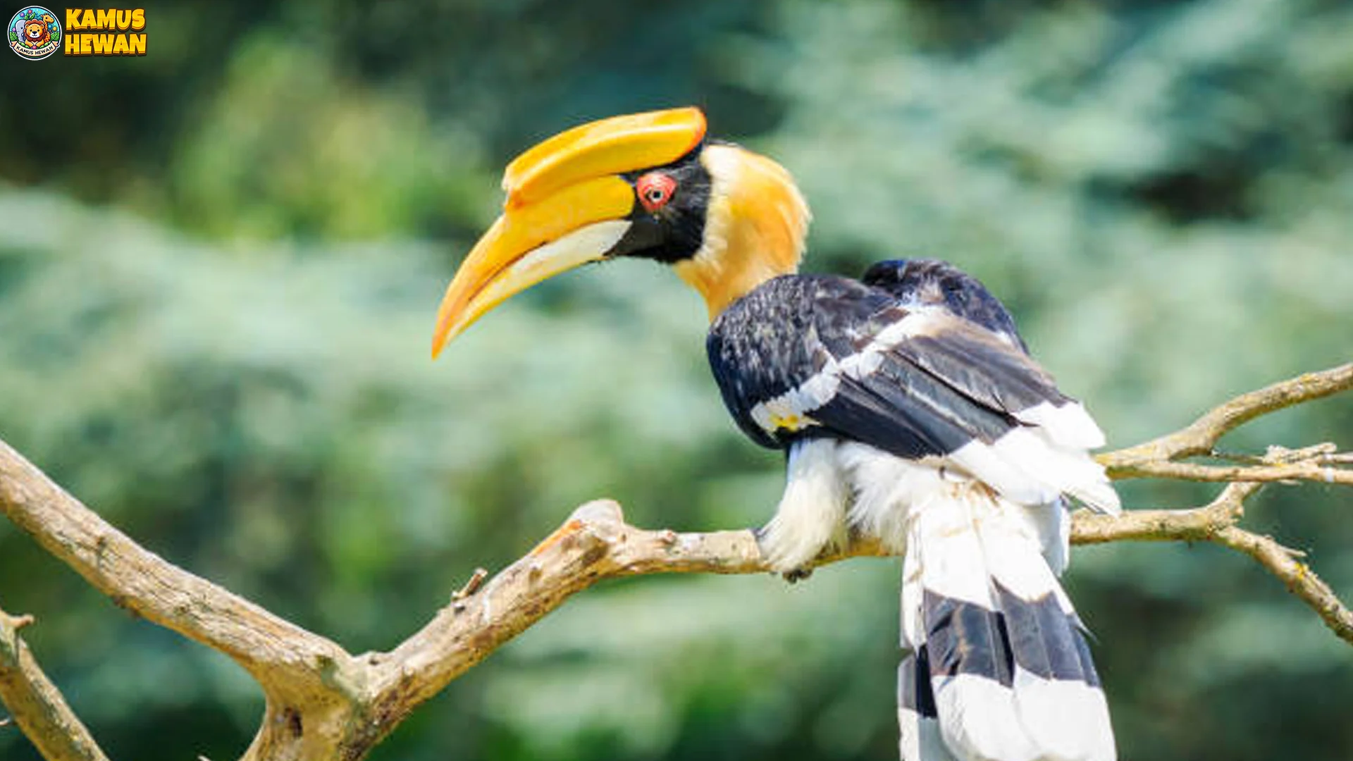 Hewan Enggang Jambul 5 Hal Unik yang Membuat Satwa Ini Istimewa 2 Hewan Enggang Jambul 5 Hal Unik yang Membuat Satwa Ini Istimewa