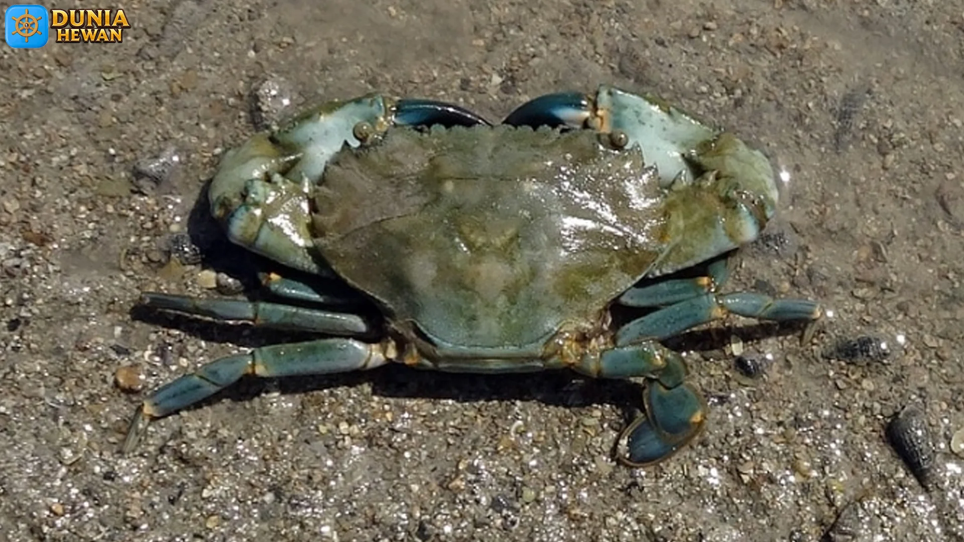 Kepiting Bakau Hancurkan Kerang Capit 3 Duri Tajam, Tropis Raja Lumpur!