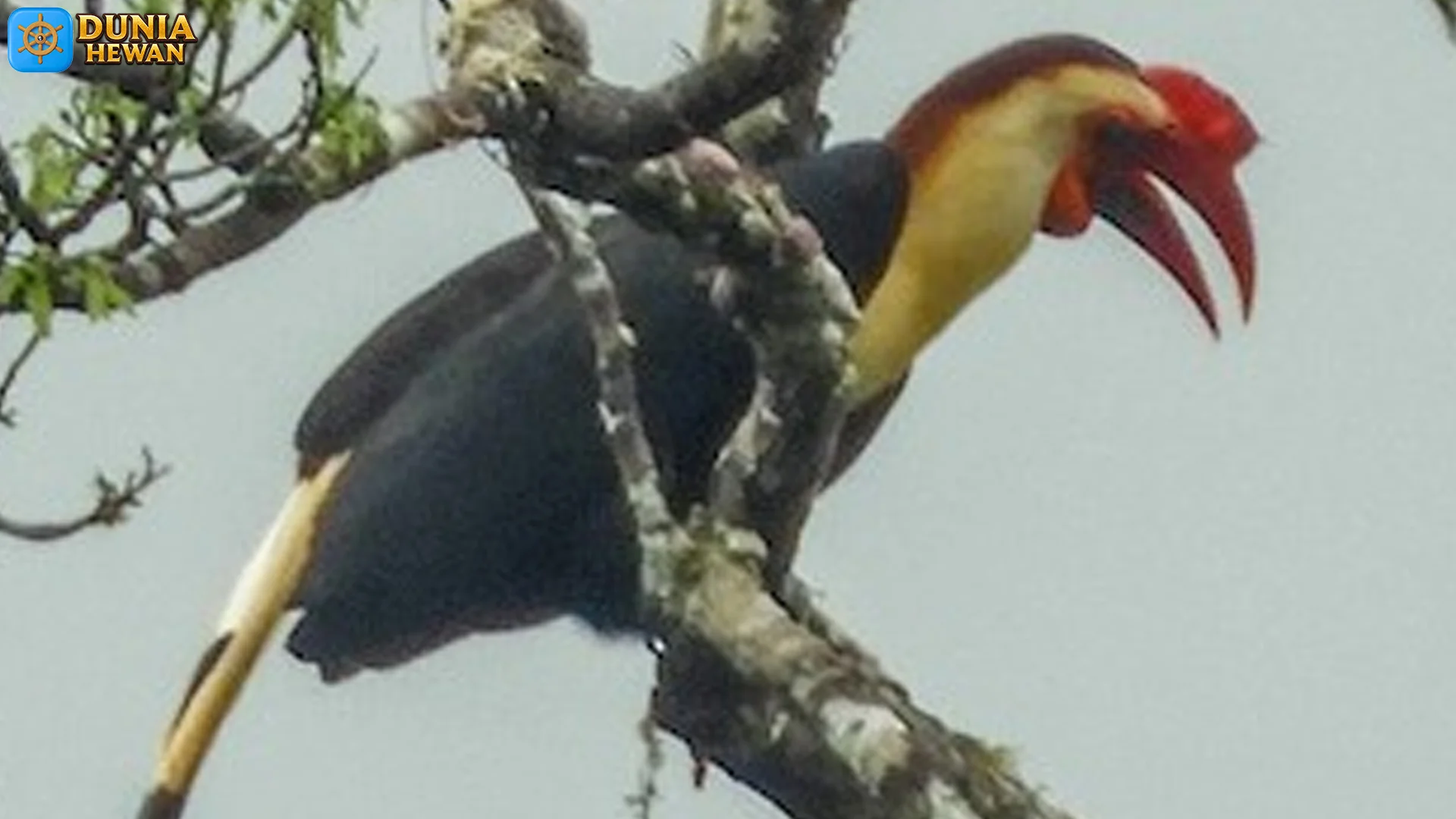 Habitat Burung Dulungan Hutan Sulawesi, Aktif Berburu 8 Jam Gelap Total 2 Habitat Burung Dulungan Hutan Sulawesi, Aktif Berburu 8 Jam Gelap Total