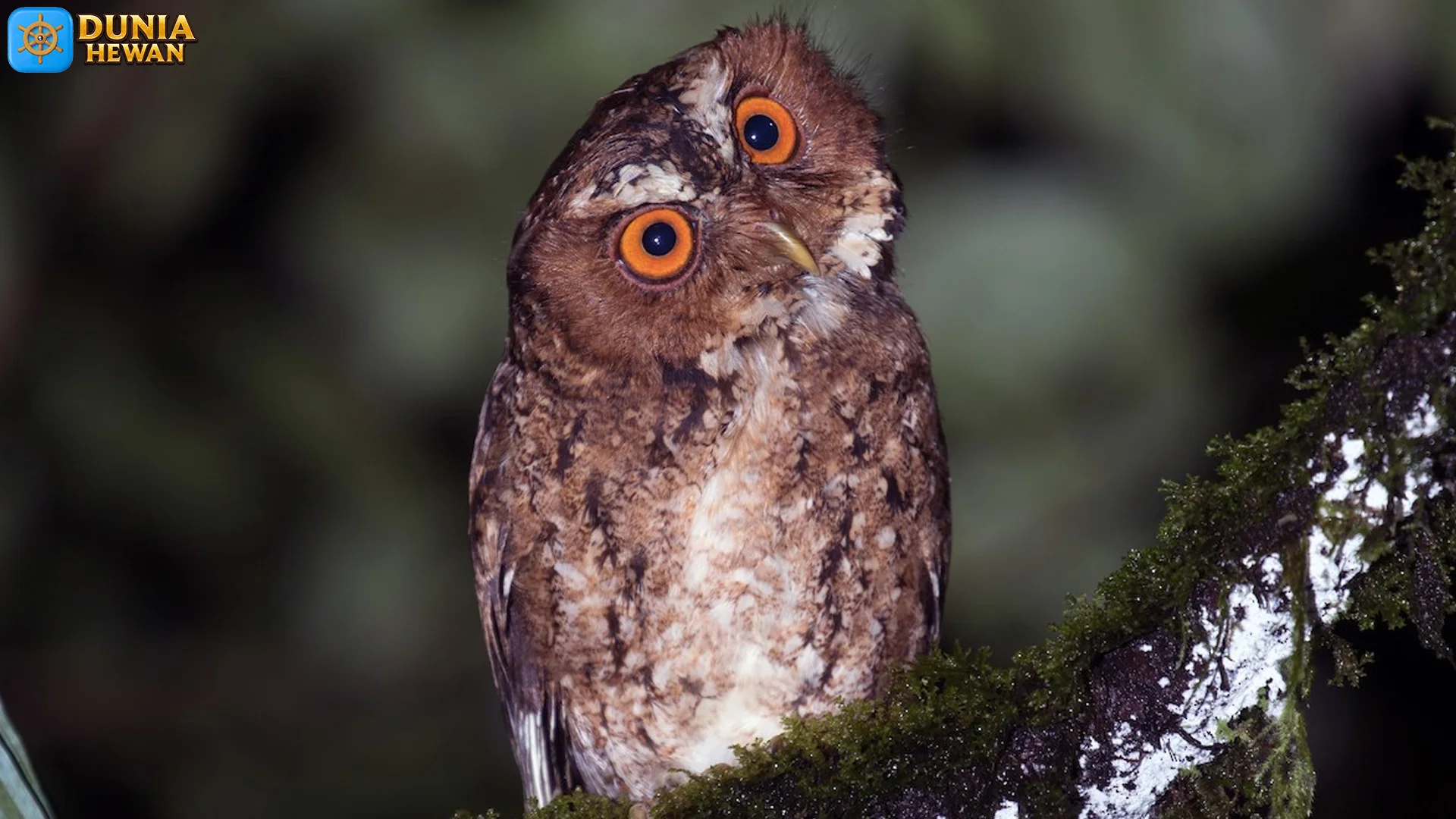 Apa Itu Burung Celepuk jawa, 5 Fakta Hebat Habitat dan Polanya 2 Apa Itu Burung Celepuk jawa, 5 Fakta Hebat Habitat dan Polanya