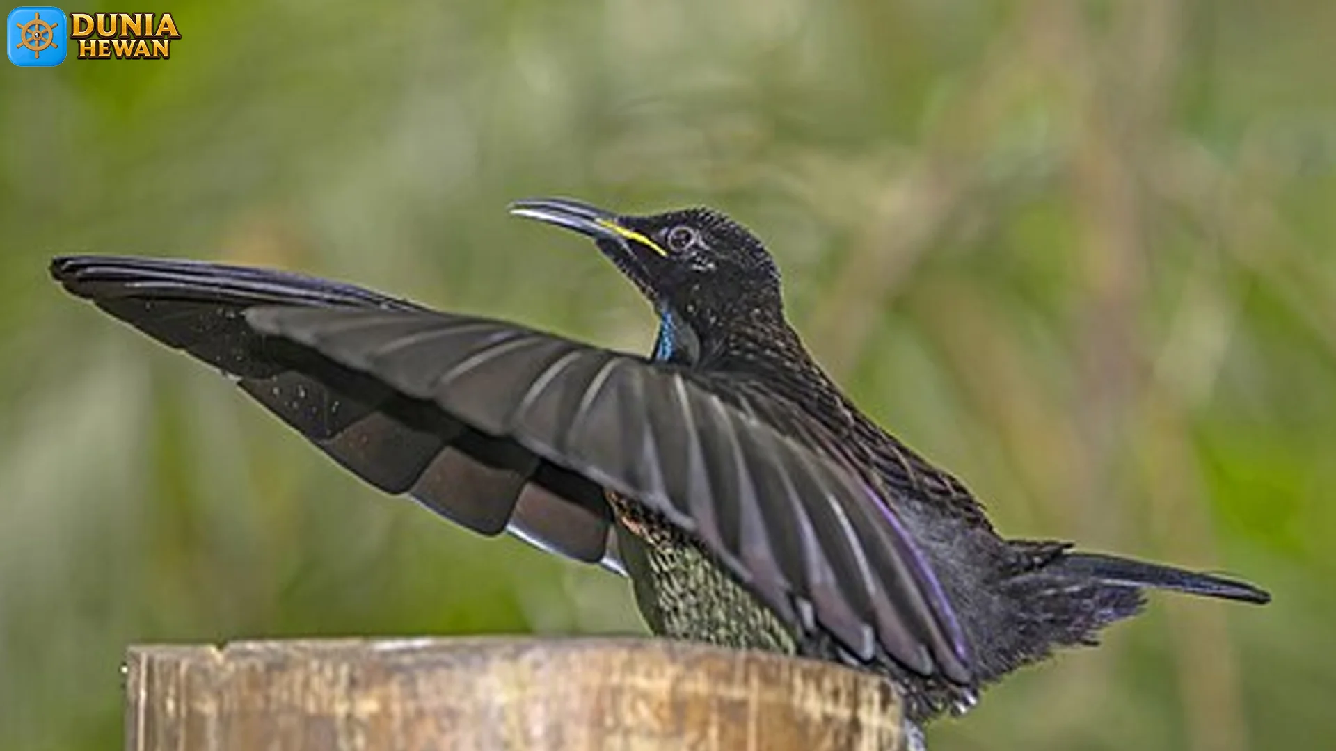 Keindahan Toowa Viktoria Terlihat dalam 4 Warna Bulu yang Memukau