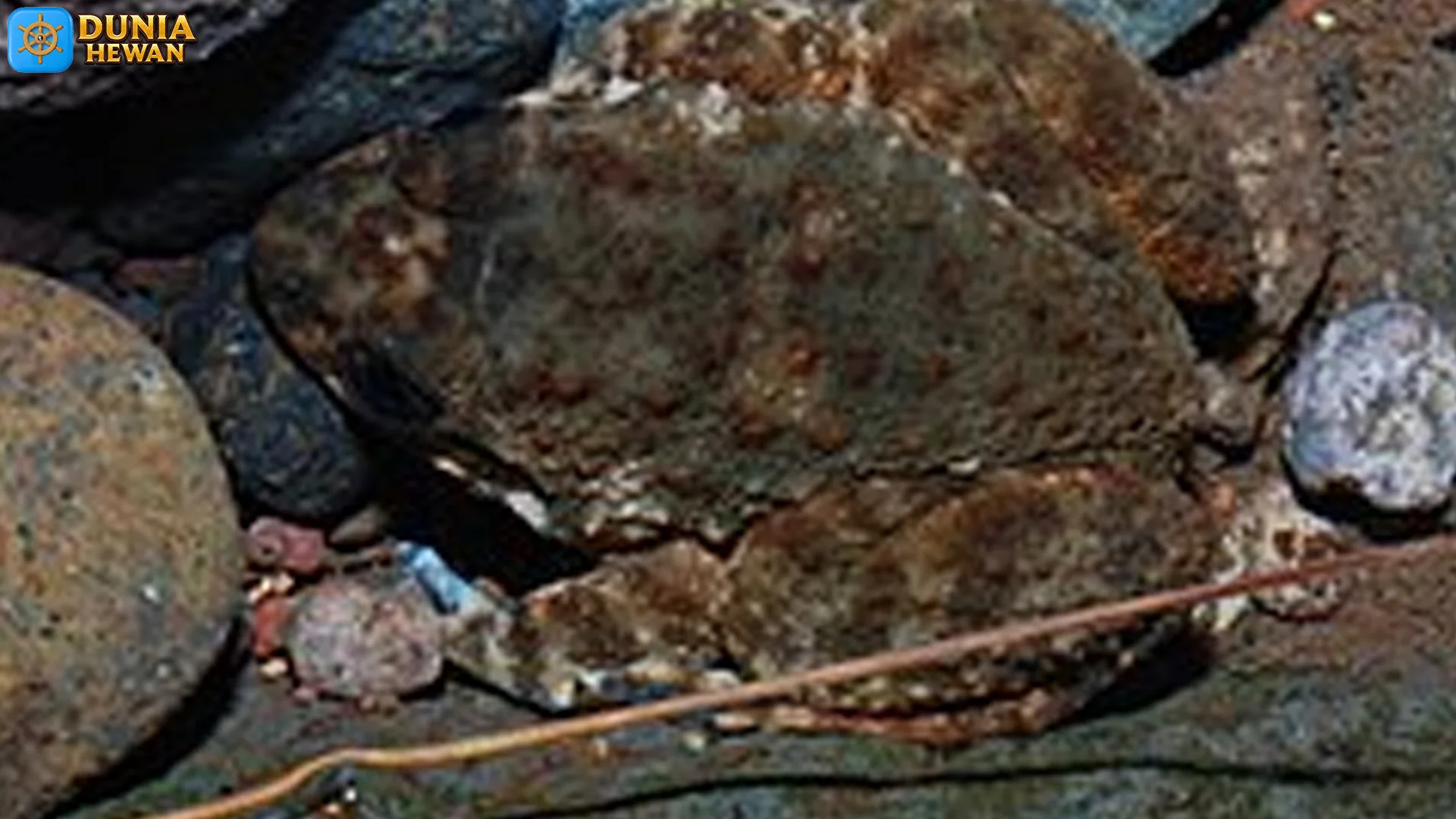 4 Fakta Penting Bangkong Tuli yang Perlu Diketahui Pecinta Hewan