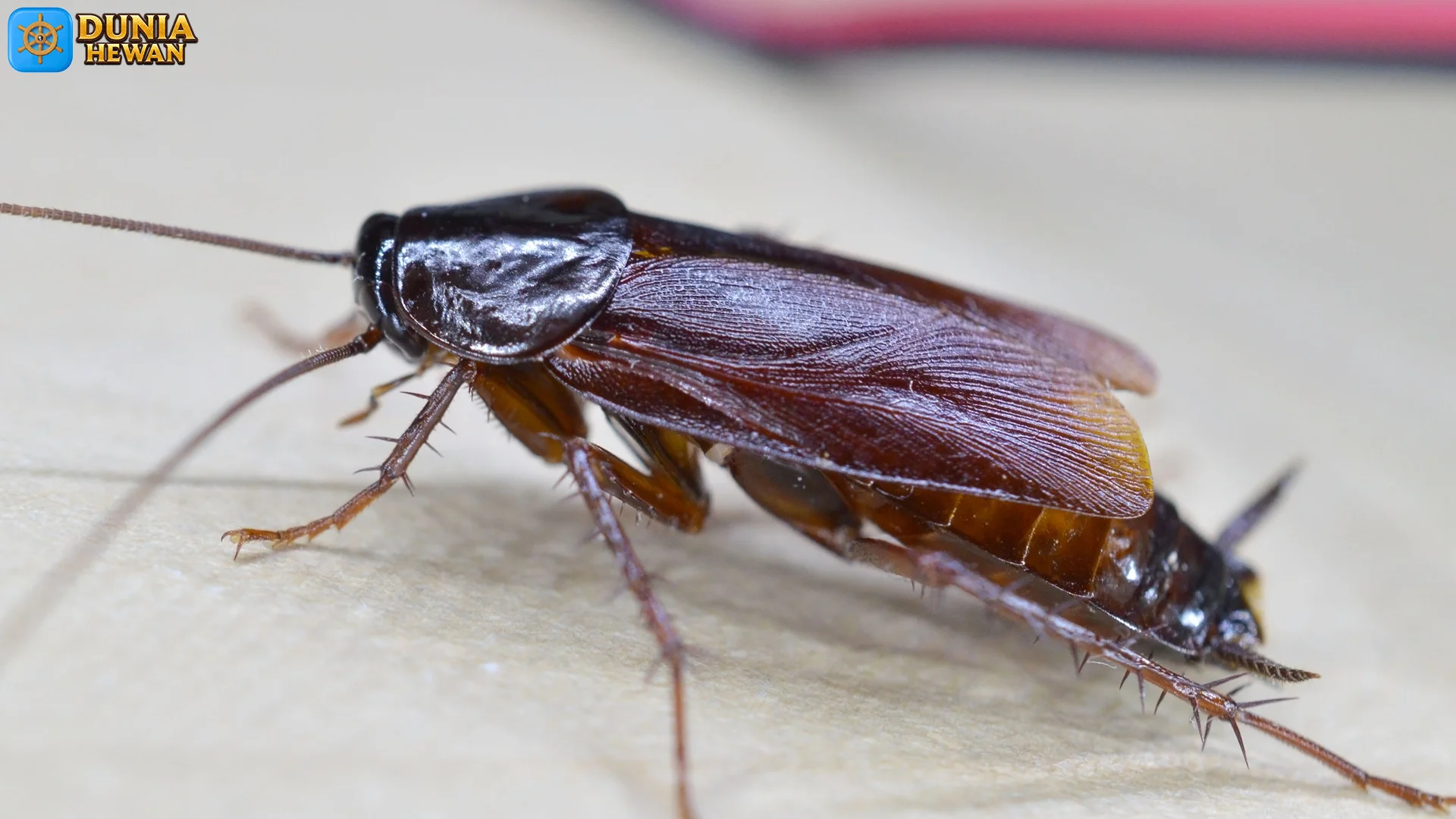 5 Hal Menarik Tentang Blatta Yang Membuat Mereka Unik