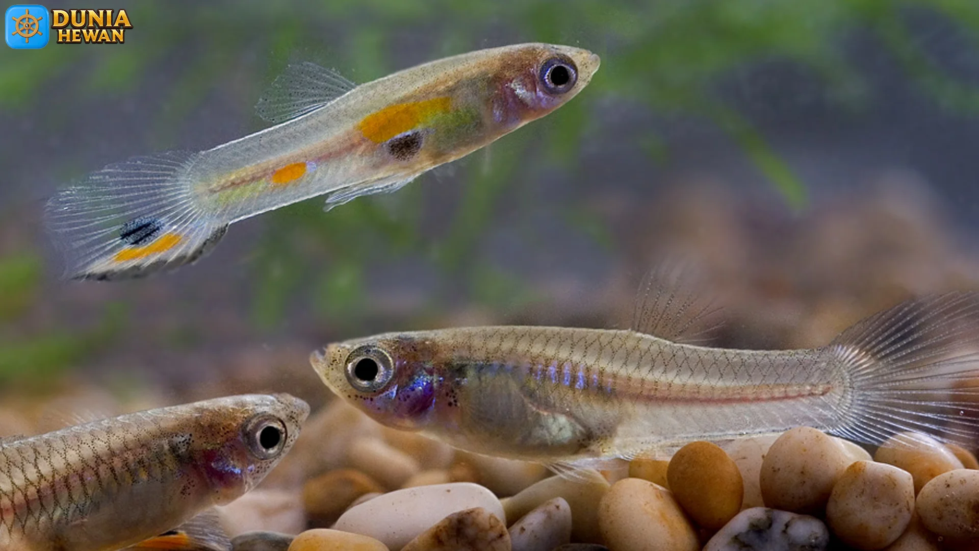 5 Keistimewaan Ikan Gupi yang Membuatnya Menonjol Banget