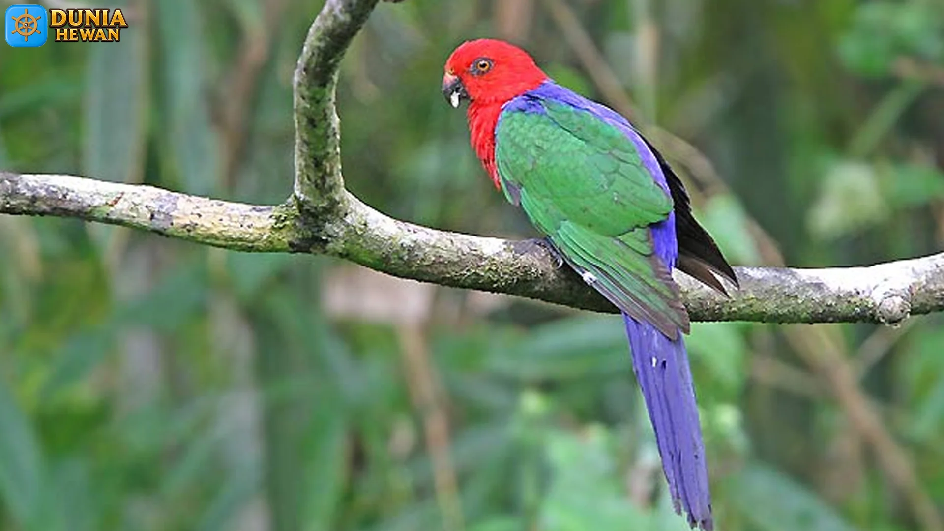 Jejak Baru 5 Perkembangan Nuri Raja Ambon Dari Alam Hingga Peliharaan
