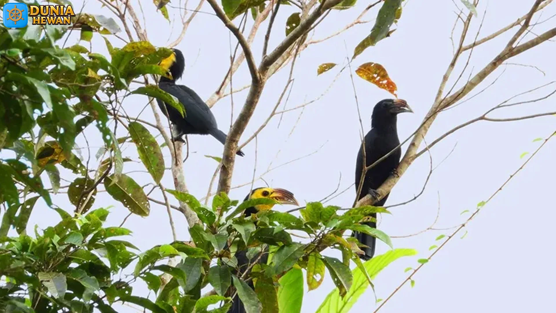 Menelusuri Kehidupan Kangkareng Sulawesi Dengan 5 Fakta Penting