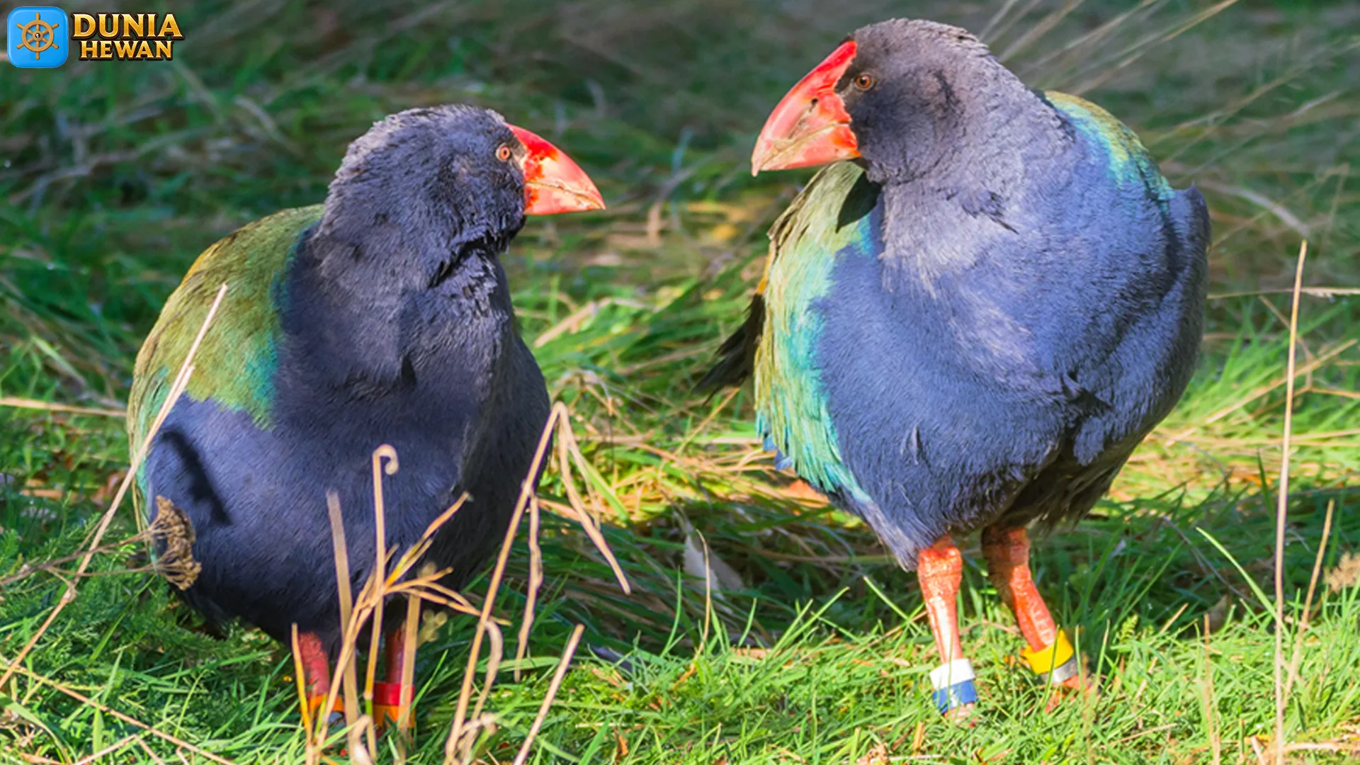4 Fakta Ekologi Hewan Takahē Yang Wajib Diketahui Pecinta Alam 2 4 Fakta Ekologi Hewan Takahē Yang Wajib Diketahui Pecinta Alam